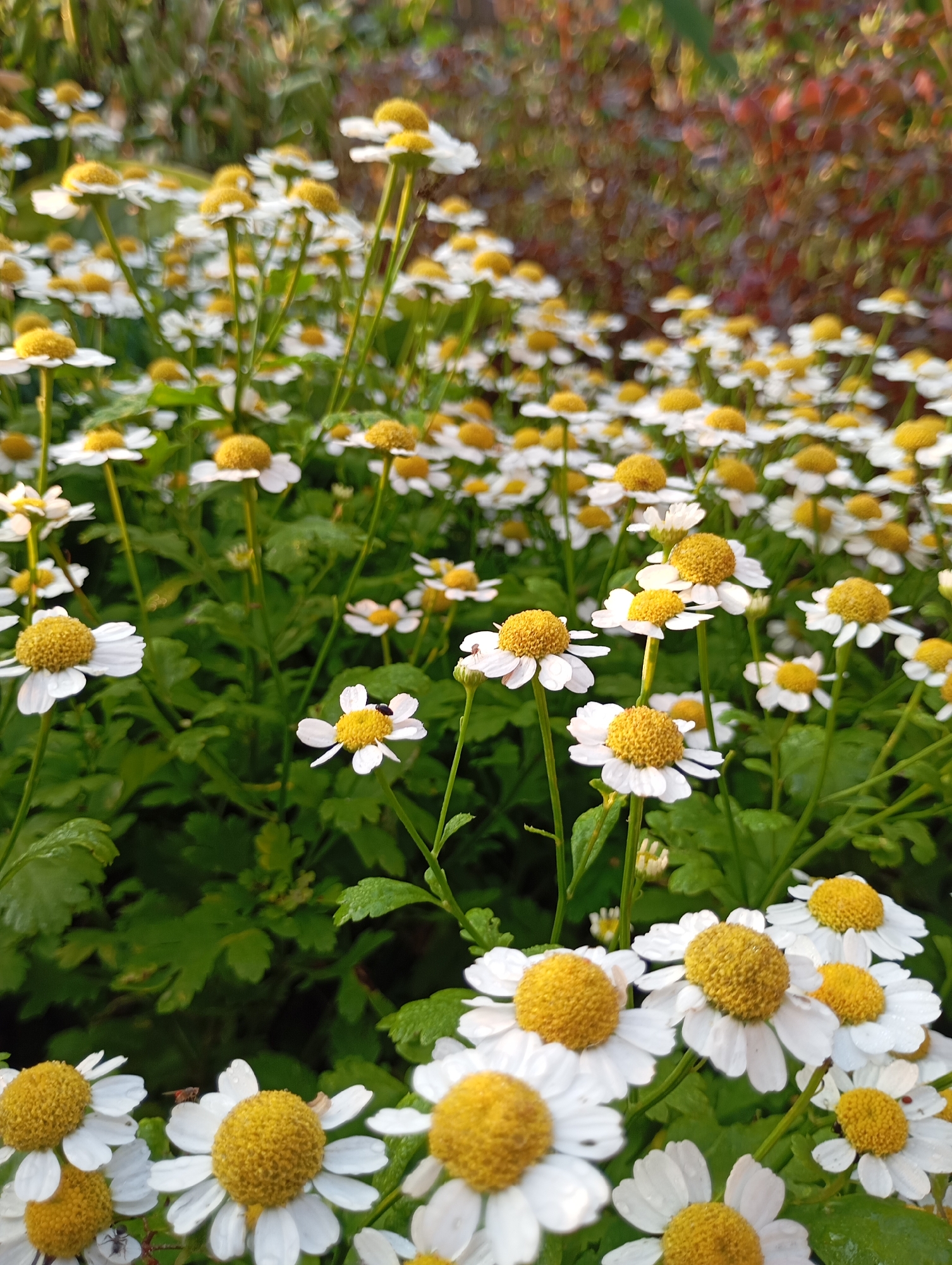 The image is a close-up, eye-level shot of a dense field of small, white flowers with yellow centers, resembling chamomile or daisies. The flowers are in various stages of bloom, with some fully open and others still budding. Green leaves and stems form a lush backdrop, and a blurred background of darker foliage, possibly shrubs or trees, suggests an outdoor setting. The lighting indicates it is daytime, possibly late afternoon, with a warm glow on the petals. No people are visible in the image. The scene appears to be a natural or cultivated garden area, common in many environments. The specific location within the city of Фоки, Russia, cannot be determined from the visual information provided.