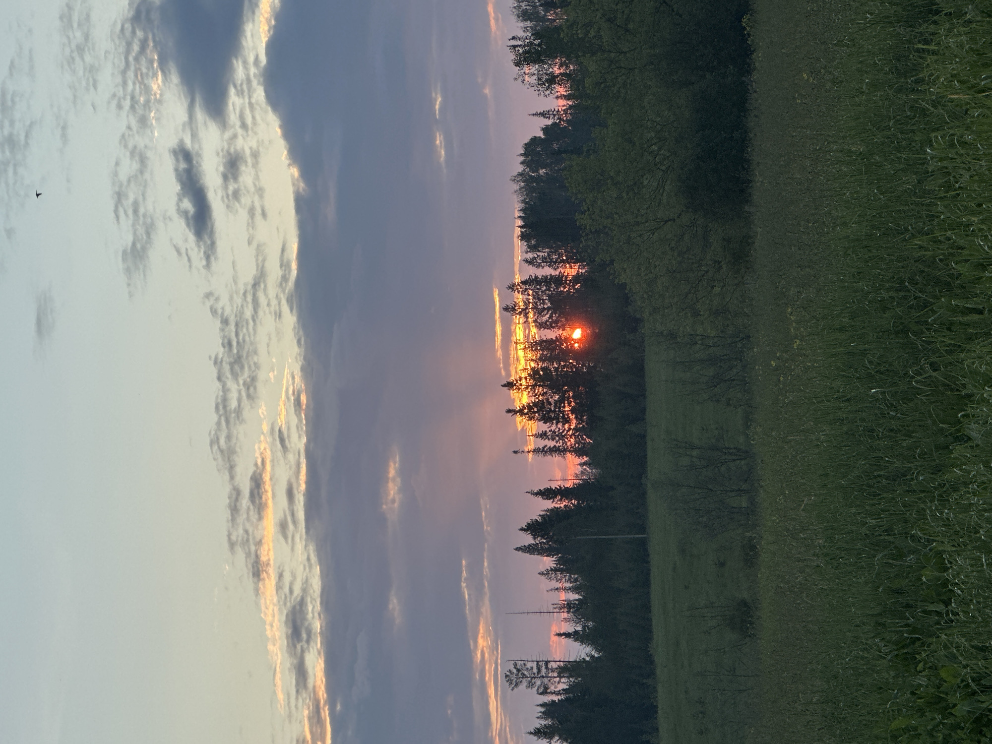 The image depicts a rural landscape at sunset, possibly in or near Buranovo, Russia. The foreground is dominated by a field of tall, green grass. In the mid-ground, a dense line of trees forms a dark silhouette against the sky. The setting sun is partially obscured by the trees, casting a warm orange and pink glow through the clouds and onto the landscape. The sky itself is a gradient of soft blues, purples, and pinks, with scattered clouds reflecting the sunset colors. A single bird is visible in the upper right portion of the sky. The overall scene is serene and natural, characteristic of a rural environment during twilight.