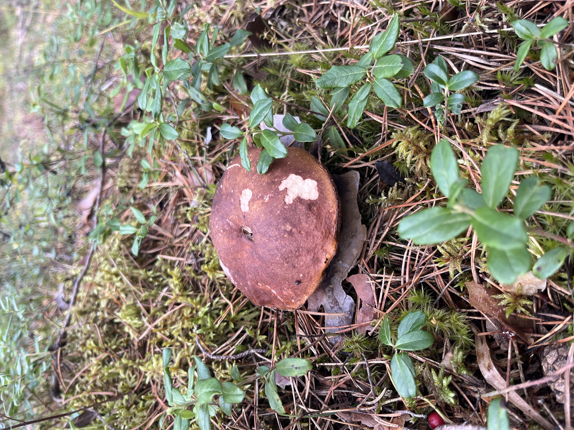 A close-up, ground-level shot captures a single, large mushroom with a brown, convex cap and a thick stem, partially obscured by fallen pine needles and vibrant green lingonberry plants. The mushroom is nestled in a bed of moss and forest floor debris. In the bottom left corner, a single red lingonberry is visible. The scene is set in the natural environment of a forest floor. The location is identified as Pillapalu, Estonia. There are no people or animals depicted in the image, and no actions or interactions are occurring.
