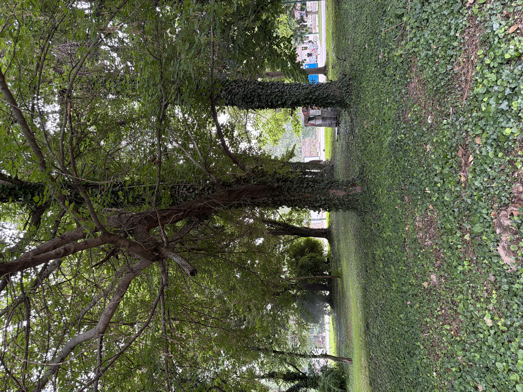 The image depicts a park-like setting with lush green ground cover, primarily ivy, carpeting the ground beneath several mature trees. The trees have thick trunks, some of which are heavily covered in ivy. In the background, there are indications of human activity and structures. To the left, a paved pathway is visible, and further beyond, there is a low brick wall and a building with a red roof. On the right side of the background, a blue portable toilet is situated near a sidewalk or road, where two individuals are seen on bicycles. The overall impression is a tranquil, verdant urban green space. This scene is likely located in a park within the city of Pazardzhik, Bulgaria, given the context of previous image descriptions.