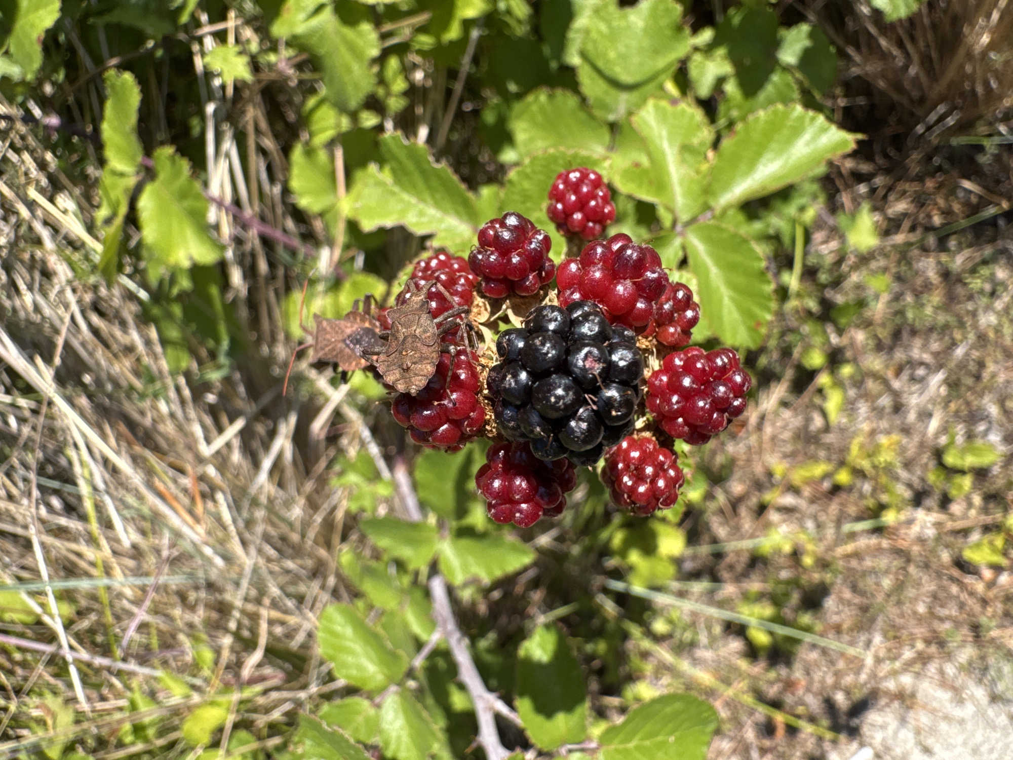 A close-up, top-down shot showcases a cluster of blackberries and unripe red berries on a thorny branch, intertwined with green leaves. A brown insect, possibly a stink bug, is perched on the berries. The background is a blurred mix of dry grass and more green foliage, suggesting an outdoor, natural setting. The image does not provide any information about a specific location in Boreti, Montenegro, or any details related to people, actions, or interactions.