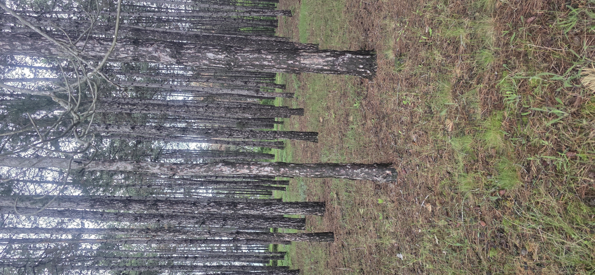 This image shows a dense pine forest. The trees are tall, with dark, textured bark. The ground is covered in a mixture of dry pine needles and green grass. The scene is devoid of any human presence or visible signs of human activity. No specific details link this scene to Esen, Bulgaria. The only information present is the forest environment.