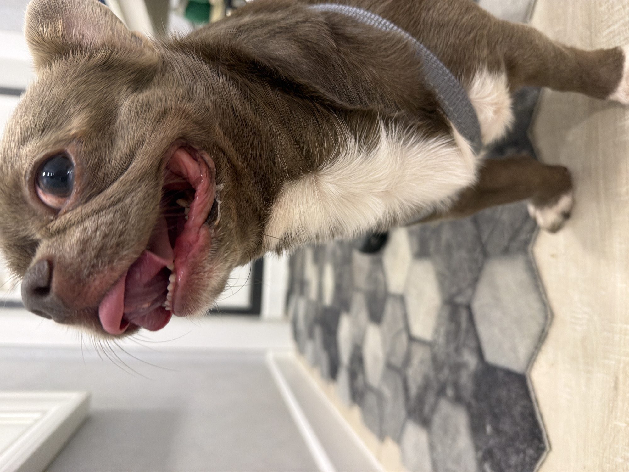 A close-up, low-angle shot shows the head and upper body of a small, brown and white dog, possibly a French Bulldog. The dog is wearing a grey harness. Its mouth is open wide, with its pink tongue hanging out and visible teeth. The dog's eye is also visible, with a dark iris and a slight sheen. The dog's fur is a mix of brown and white, with longer white fur visible on its chest.
The background includes a floor tiled with a hexagonal pattern in shades of grey and white. Part of a wall or baseboard is visible on the left, painted white. The lighting appears to be indoor. No text is visible in the image. The image is a close-up, making it difficult to determine the exact time of day or weather conditions. No specific emotions can be definitively attributed to the dog, although its wide-open mouth might suggest panting or yawning. The setting appears to be a domestic interior.