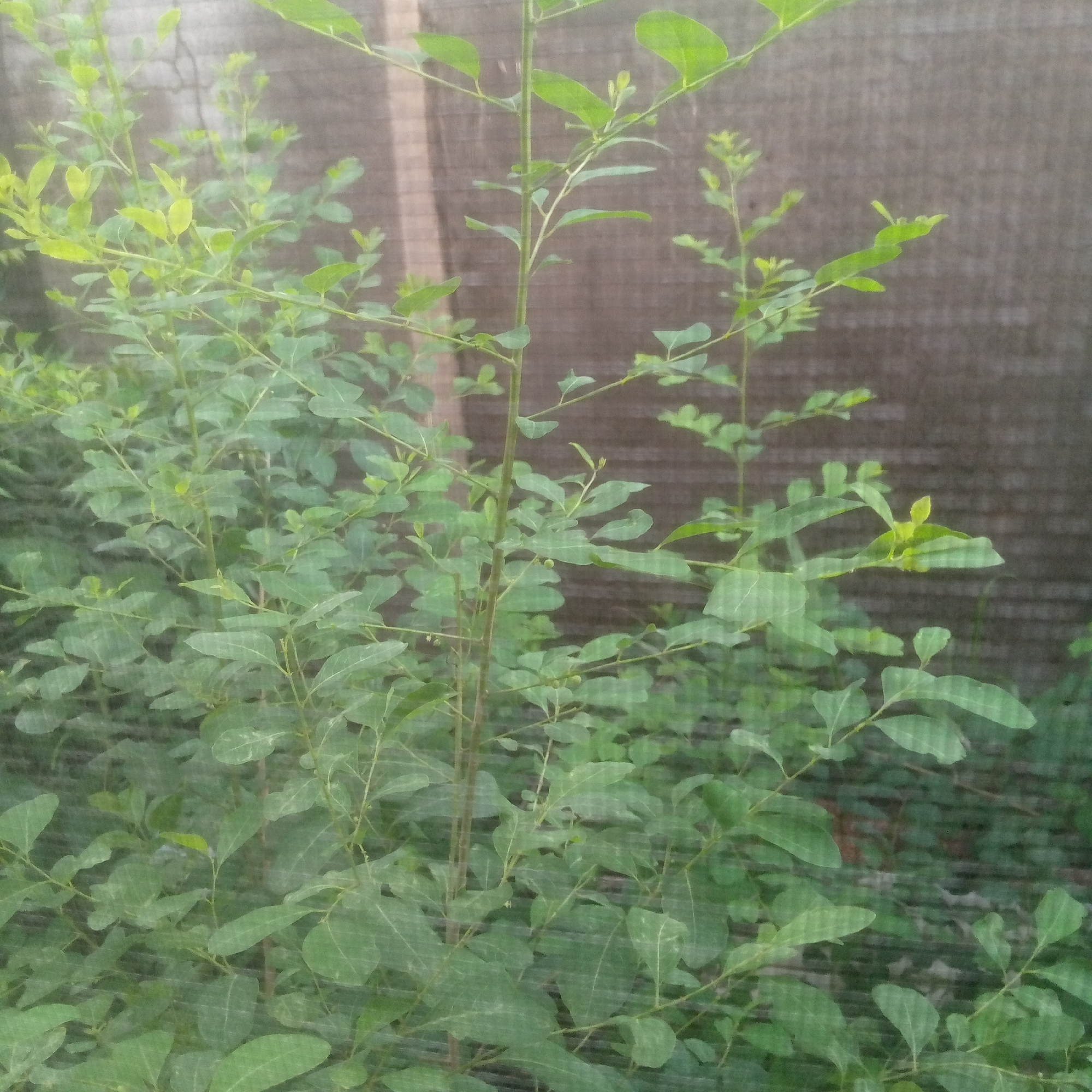 The image displays a dense cluster of various green, leafy plants, likely shrubs or young trees, against a dark, textured background. The plants feature numerous slender stems, ranging from light brown to green, with leaves primarily exhibiting an ovate to elliptical shape and entire margins. The foliage is generally a vibrant green, with newer growth appearing lighter green or yellowish-green. The leaves are arranged alternately along the stems, creating a full and verdant appearance. Small, spherical, green fruits or berries are sporadically visible among the leaves on some branches, suggesting a fruiting species. Behind the plants, a dark gray-brown barrier, likely a woven shade cloth or fabric fence, extends across the frame. This background exhibits a fine, repeating grid-like or linear texture, providing a muted contrast to the bright green foreground. The lighting is natural and diffused, casting no harsh shadows. The scene is situated outdoors in Unknown, Unknown.