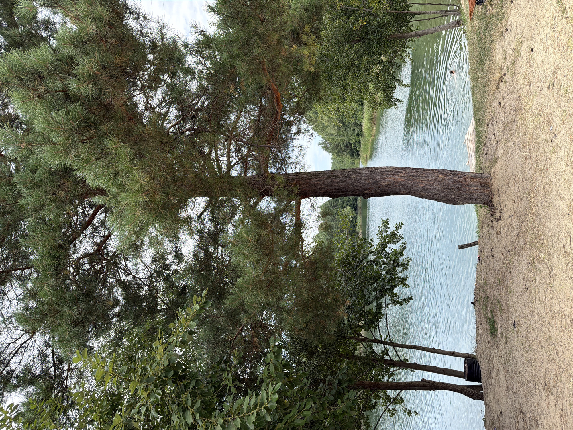 The image depicts a serene lakeside scene in Kmytiv, Ukraine. A large pine tree dominates the foreground, its thick trunk providing a sense of grounding. Beyond the tree, a tranquil body of water stretches into the distance, with lush green trees lining its banks. The water's surface is gently rippled, suggesting a light breeze. In the distance, a lone individual is swimming in the lake, creating small concentric circles on the water. The foreground is composed of sandy terrain, scattered with pinecones and dried grass, indicative of a natural, undisturbed environment. A small wooden dock juts out into the water, suggesting a place for recreation. The sky above is partly cloudy, hinting at a mild, pleasant day.