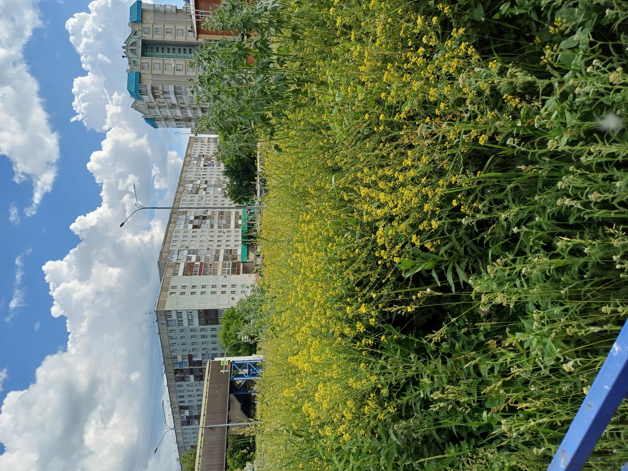A low-angle shot captures a dense field of yellow wildflowers and green foliage in the foreground, with a blue railing visible on the left. In the background, two tall, multi-story apartment buildings stand against a bright blue sky filled with fluffy white clouds. The building on the left is a long, grey structure with numerous windows and balconies, while the building on the right is lighter in color with a distinctive teal roof. A pedestrian overpass or bridge structure is partially visible between the wildflowers and the left apartment building. The overall scene suggests an urban environment with patches of wild nature.