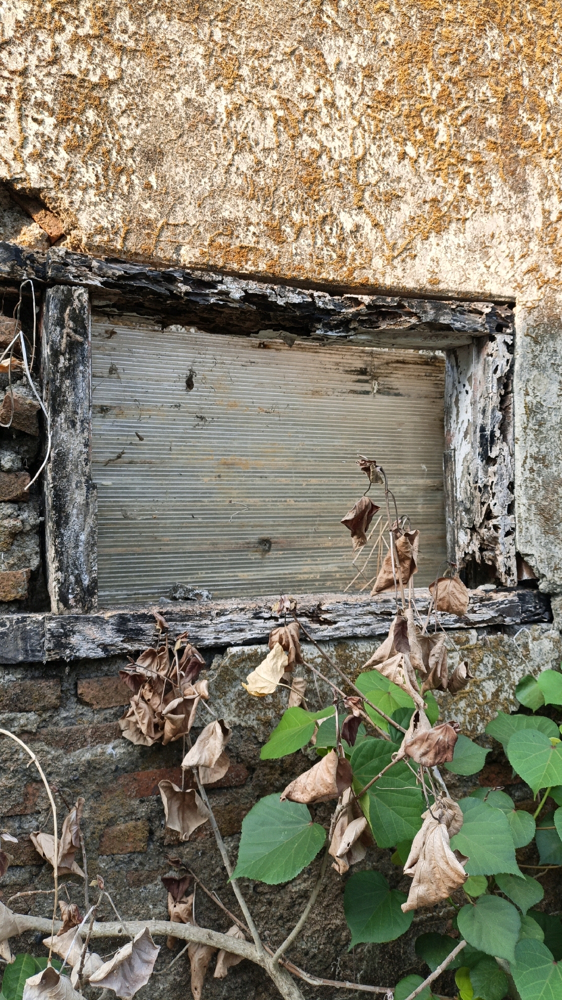 The image depicts a close-up view of a dilapidated window frame against a textured wall. The window opening is covered with horizontal, translucent material, possibly corrugated plastic or glass, showing signs of wear and grime. The wooden frame of the window is severely decayed, with peeling paint and exposed, rotting wood. Some bricks are visible through gaps in the decaying frame and the wall construction.
In the foreground, branches with a mix of dried, brown leaves and vibrant green leaves intertwine. The dried leaves appear brittle and scattered, while the green leaves suggest new growth or a hardy vine. The wall behind the window is rough and uneven, with patches of what might be lichen or moss, giving it a weathered appearance. The overall impression is one of neglect and the encroachment of nature on man-made structures. There are no people or animals visible in the image.
The scene appears to be an outdoor setting, likely in an urban or semi-urban environment given the building materials. The lighting suggests it is daytime, with sunlight casting shadows and highlighting textures on the wall. The image conveys a sense of abandonment or disuse.
