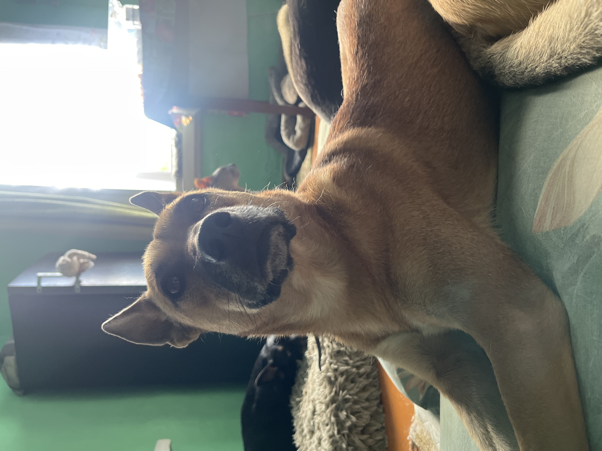 The image shows a medium-sized, tan-colored dog with large ears, lying on a green surface. The dog is looking upwards and to the right. In the background, there are other dogs lying down, some black and some brown. There is a dresser or cabinet on the left, and a window with bright sunlight streaming through on the right. The room appears to be a living space, with furniture and bedding visible. There is no indication of the city of Nizhny Tagil, Russia, or any specific urban environment.