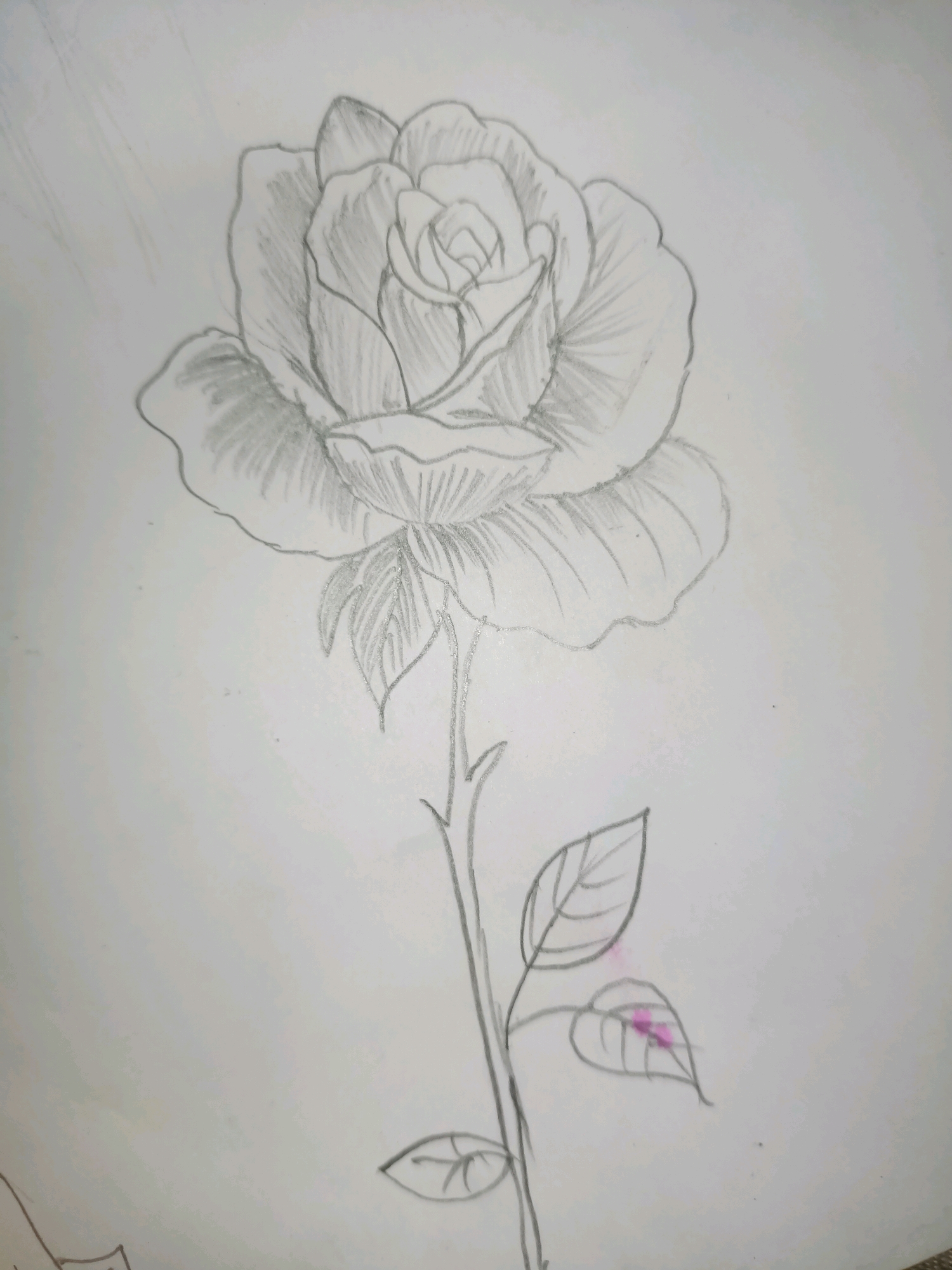 A pencil sketch of a rose on a white background. The rose is depicted in detail, with shading to indicate the texture and curves of the petals. The stem is long and slender, with a few leaves drawn along its length. There are two small pink marks on one of the leaves. The sketch appears to be on plain paper, and there is no indication of any specific location, including Barrackpore, India.