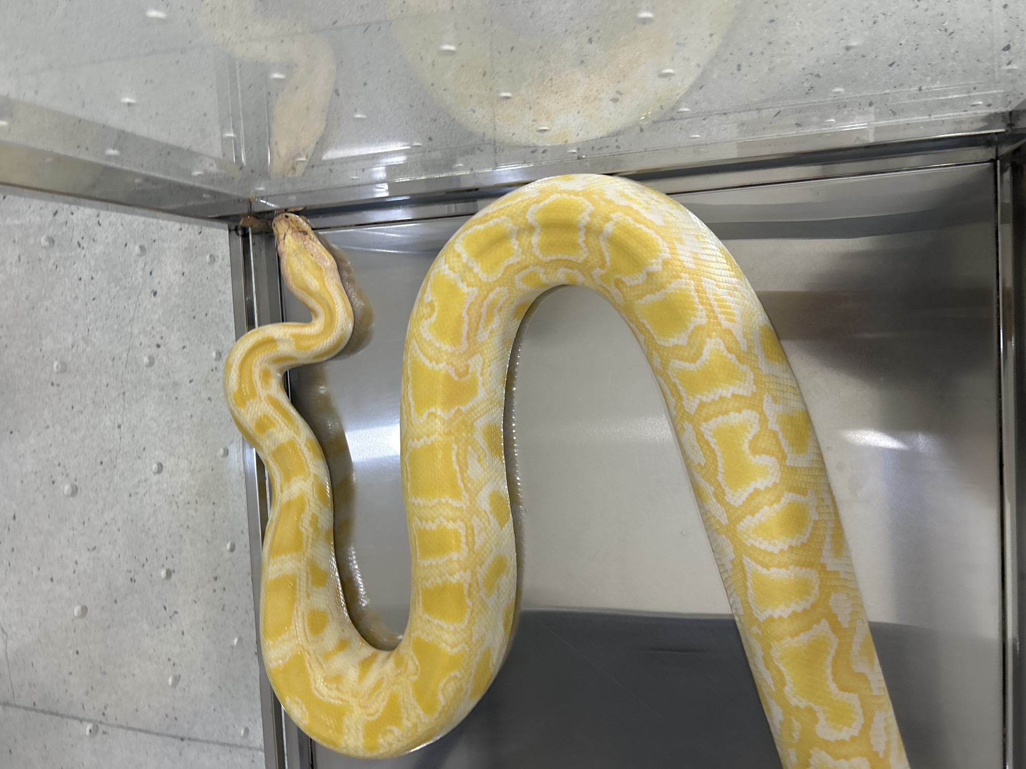 An albino python with yellow and white patterns is coiled on a metallic surface. The snake's head is facing towards the right side of the frame, and its body is curved in an S-shape. The background appears to be a wall with a textured finish and some water droplets. A clear glass enclosure is visible on the right side of the image, reflecting the snake. The scene suggests the snake is in a controlled environment, possibly a pet store or a reptile exhibition. The location is identified as George Town, Malaysia.