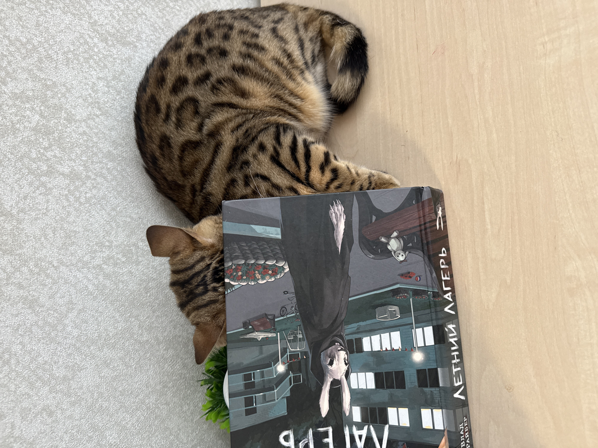 A Bengal cat is lying on top of a book. The book has a dark cover with a picture of a white rabbit hanging upside down. The title of the book is "Летний Лагерь." The cat's head is near the bottom of the book, and its tail is near the top. The cat's body is curled up. The background is a light gray surface on the left side and a light brown wooden surface on the right side. There is a small green plant visible next to the book.