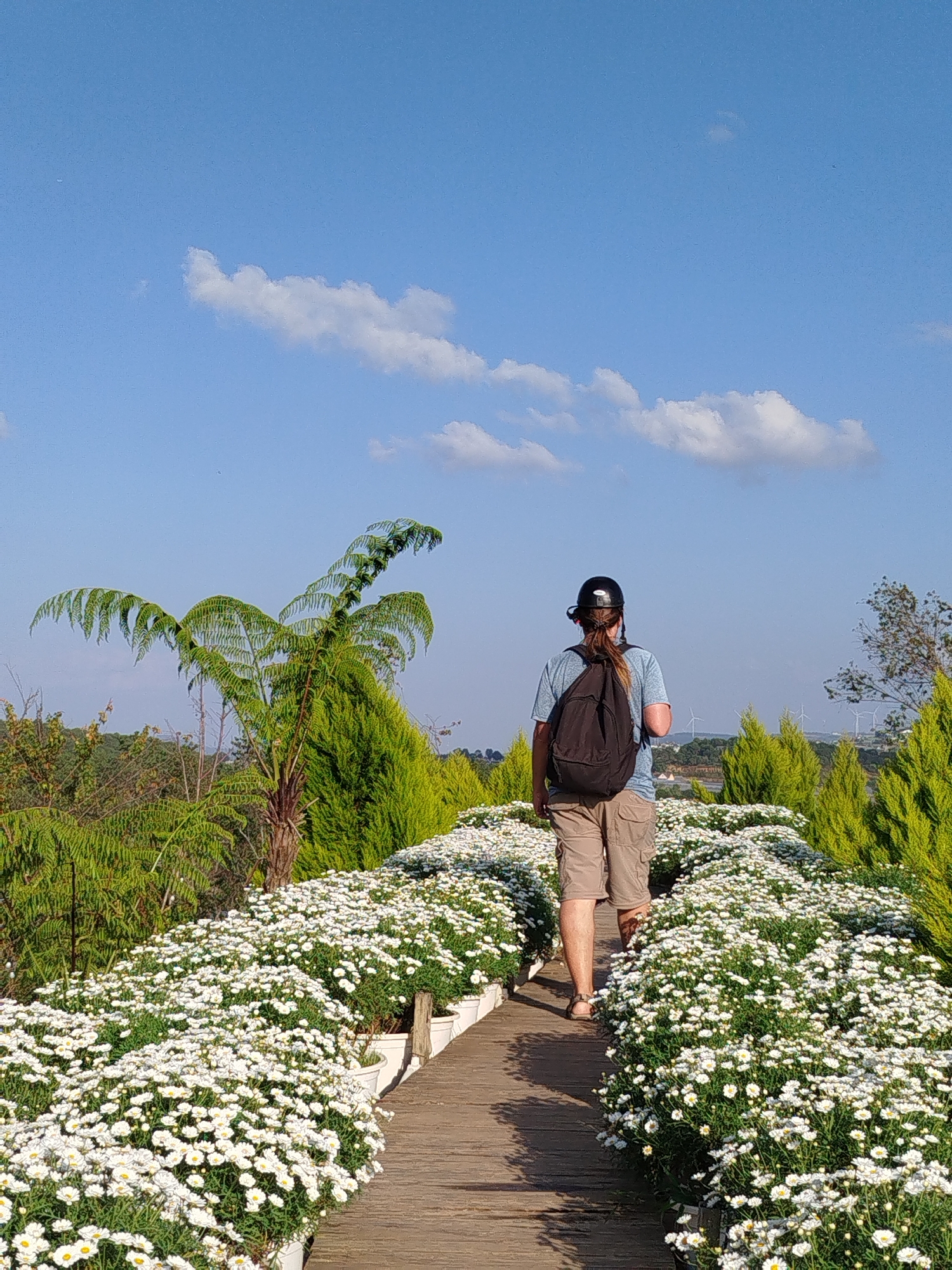A person wearing a black helmet, a blue t-shirt, and tan cargo shorts walks away from the camera down a wooden pathway lined with abundant white daisies in planters. The pathway curves to the right, disappearing behind the foliage. To the left of the path, a large fern and evergreen trees are visible. In the background, rolling hills with scattered trees and wind turbines can be seen under a bright blue sky with sparse white clouds. The scene appears to be in a park or garden setting.