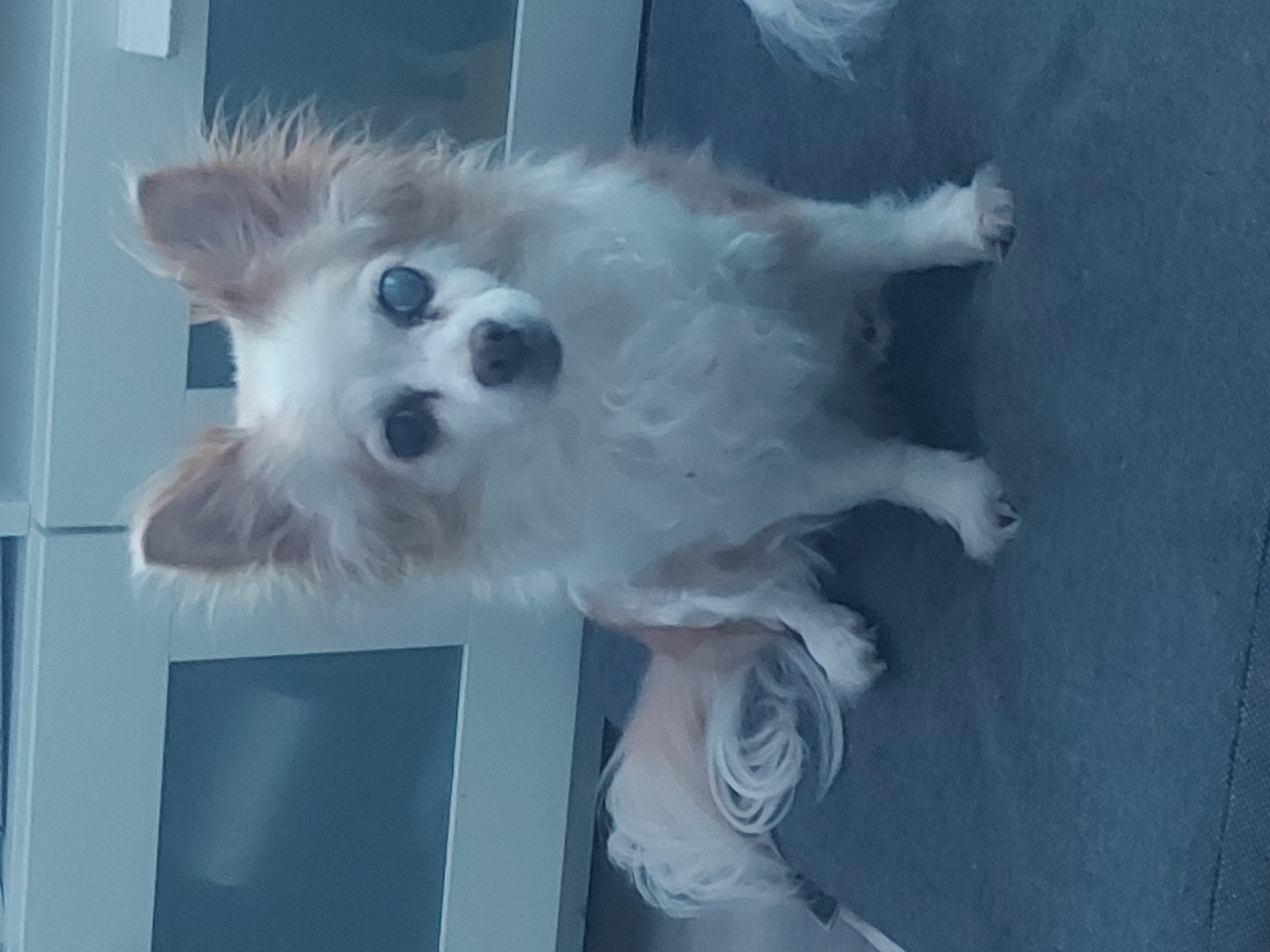 This image captures a small, long-haired dog with a white coat and light brown/tan markings, particularly on its ears and body. The dog is the central subject, looking directly at the viewer with distinct light blue or cloudy eyes and a dark nose. Its fur is fluffy and somewhat disheveled, especially around its ears and on its curly tail, which is prominent in the lower part of the frame.
The dog is situated on a dark blue-grey, subtly textured surface, likely an indoor floor or a piece of furniture like a sofa. In the background, there is a light-colored structure, possibly a white door or cabinet with panels, which reflects some light. The overall setting is indoors. The image is rotated 90 degrees clockwise, making the dog appear as if it's sitting on a vertical surface. No specific activity is taking place other than the dog observing the camera. No visible text is present. The time of day cannot be determined from the indoor lighting. The dog's expression appears curious and attentive. The location of Figueira da Foz, Portugal, is provided as context but is not visually identifiable within the image itself.