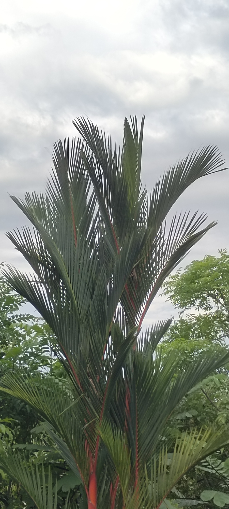 A medium shot captures a red sealing wax palm (Cyrtostachys renda), a species native to Indonesia, likely photographed in Lhokseumawe. The palm has striking red stalks and green fronds, reaching upwards against a cloudy sky. Other trees and foliage surround the palm, indicating a lush, tropical environment. There are no people visible in the image.