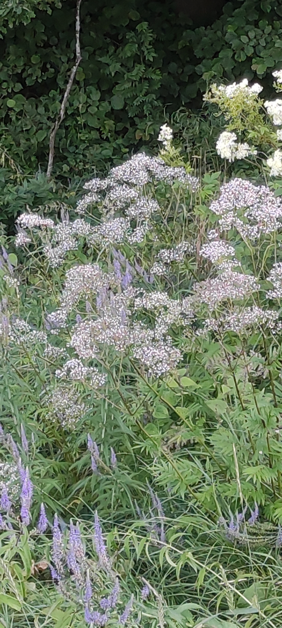 The image shows a natural, outdoor scene with dense greenery and blooming flowers. The foreground is dominated by clusters of small, white flowers with delicate petals, likely forming large umbels. Interspersed among these white blooms are spikes of purple flowers, adding a contrasting color. Tall, thin green stems and leaves are visible throughout, creating a layered effect. In the background, a dark green foliage wall suggests a thicket or the edge of a wooded area. A thin, gray branch extends vertically on the left side of the frame, appearing as if it's part of a larger tree or shrub. The overall impression is of a wild, overgrown garden or meadow. The location is specified as being in Rosinka, Russia.