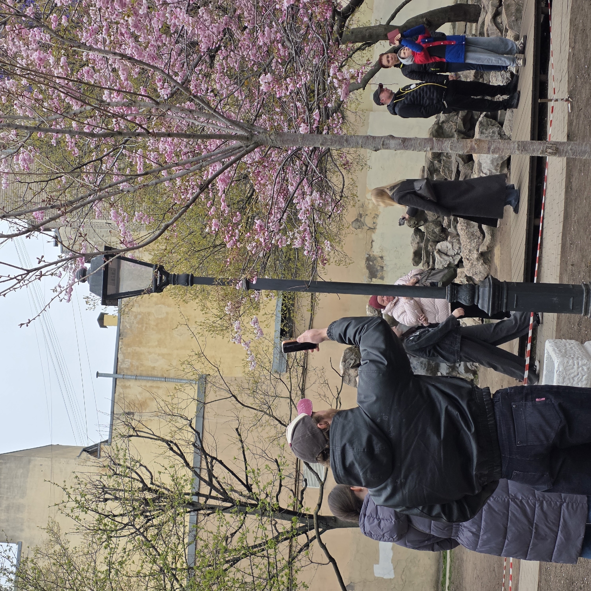 Here is a detailed description of the image:
**Scene:** The image shows a scene in what appears to be a public park or garden. The location is in Saint Petersburg, Russia, indicated by the presence of architectural elements and typical landscape features. The foreground features a group of people, a lamppost, and cherry blossoms in full bloom. The scene also shows elements of the city background, with buildings visible behind the foliage.
**People:** There are several people in the image. Some are taking pictures of the cherry blossoms, while others are walking through the garden. One person is actively taking a photograph with their mobile phone, evident by the raised arm and device in hand.
**Subjects:** The main subject is the blooming cherry blossoms, which are a central and prominent feature in the scene. There are elements of the urban environment, such as the lamppost and the buildings in the background.
**Objects:** Key objects in the image include a vintage-style lamppost, a mobile phone held by one of the individuals, and various items of clothing worn by the people, indicating that it is daytime.
**Actions:** The predominant action is that of people engaging with their environment - walking, observing the flowers, and capturing moments with their phones. The person holding up their phone is actively taking a photo.
**Interactions:** There are interactions between people as they navigate the park, and an interaction between people and nature as they admire and photograph the cherry blossoms.
**Environment:** The environment appears to be a well-maintained public park with a mix of natural elements and urban features. The presence of cherry blossoms indicates that it is likely springtime. The sky is overcast, giving the scene a soft, diffused light.