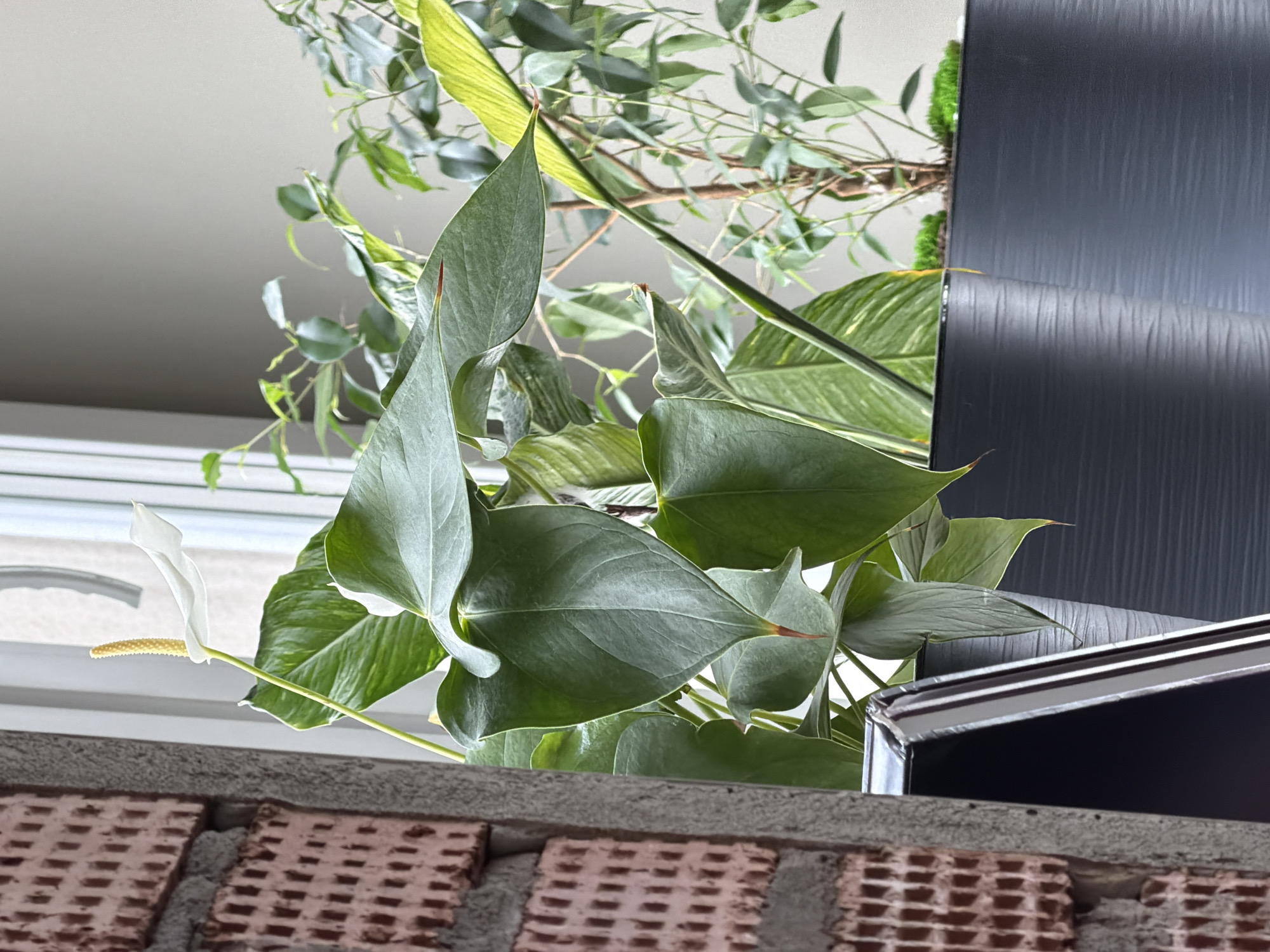 The image shows a close-up view of an indoor space in Pervomaysky, Russia, focusing on a brick ledge or shelf supporting several plants. The foreground consists of a section of a brick wall, partially obscured by a ledge with plants. A peace lily with a single white flower and spadix stands out on the left. Various leafy plants fill the frame, some with large green leaves. Behind the plants, a window is visible, offering a glimpse of more greenery outside. A dark, vertical panel with a textured surface (possibly part of a cabinet or piece of furniture) occupies the right side of the frame. The lighting is diffused, giving the scene a soft, natural look.