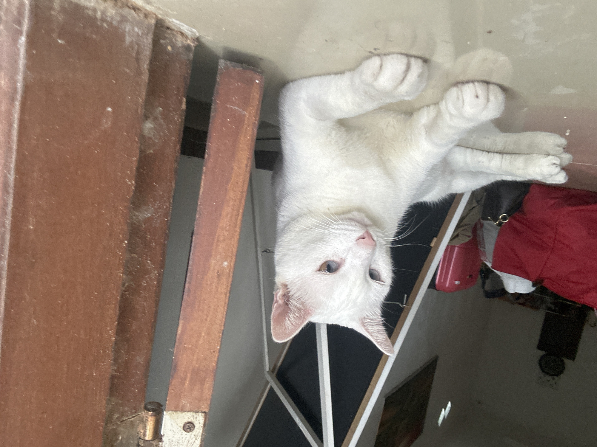 In Sukawati, Indonesia, a white cat with heterochromia (one blue eye, one brown eye) rests on a tiled floor. The cat is positioned in the foreground, lying down with its front paws extended. Behind the cat, the interior of a room is visible, featuring a red beanbag, a pink suitcase, and a dark wooden partition. The lighting suggests an indoor setting, possibly a home or a shop.