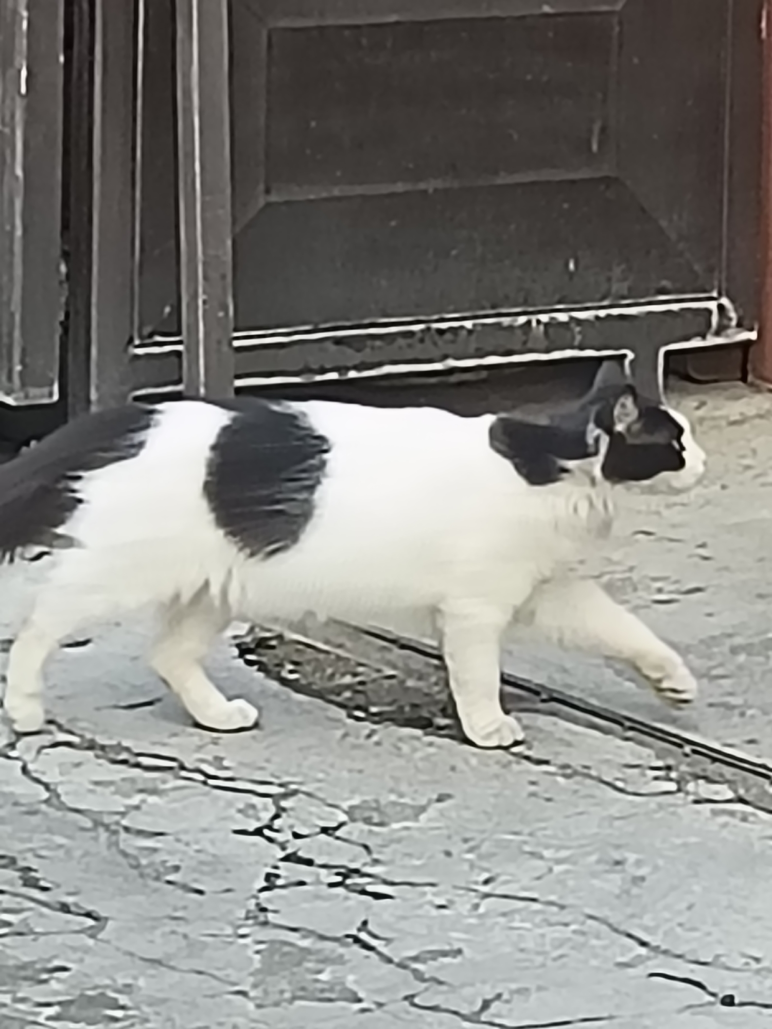 A black and white cat is walking on a cracked concrete surface. The cat has a black saddle marking on its back, a black tail, and a black patch covering its head and ears, with white fur on its face, chest, and legs. Behind the cat, a dark, weathered metal gate or fence is visible. The image appears to be taken outdoors, possibly in an urban or semi-urban setting, consistent with locations in Kediri City, Indonesia. The lighting suggests it might be daytime, with the concrete surface showing some texture and wear.
