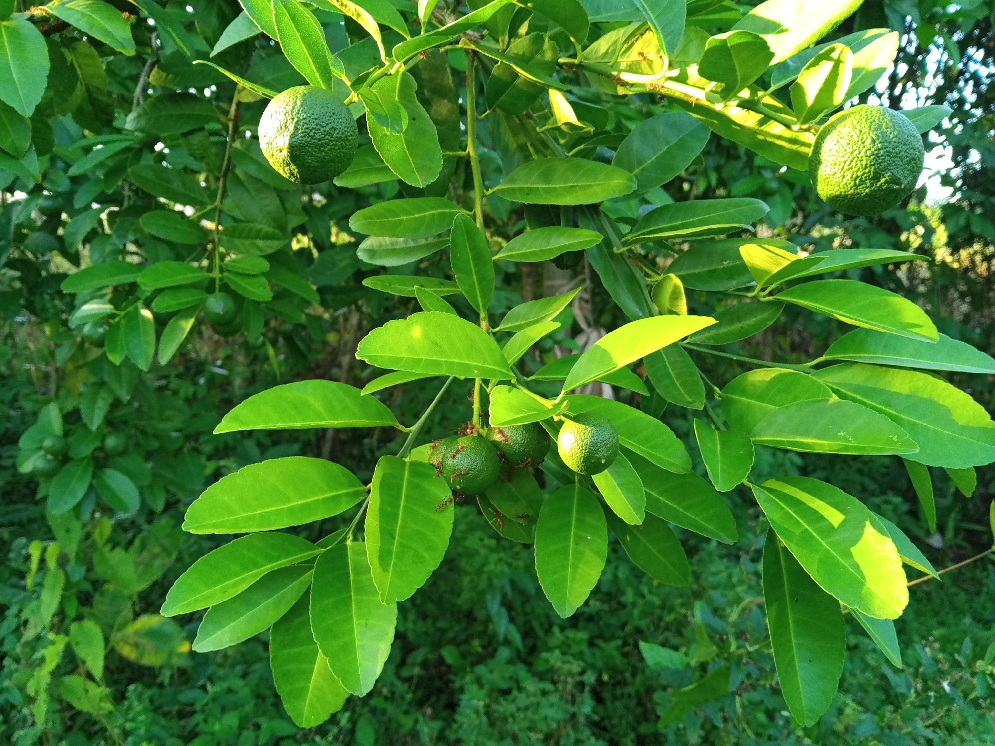 In the city of Payadua, Indonesia, a close-up shot captures a branch of a lime tree laden with small, green limes and vibrant green leaves. Sunlight filters through the foliage, casting dappled light and highlighting the textured skin of the limes and the veins of the leaves. A cluster of red ants is visible on one of the limes, actively moving across its surface. The background is a blur of green foliage, suggesting a dense, natural environment.