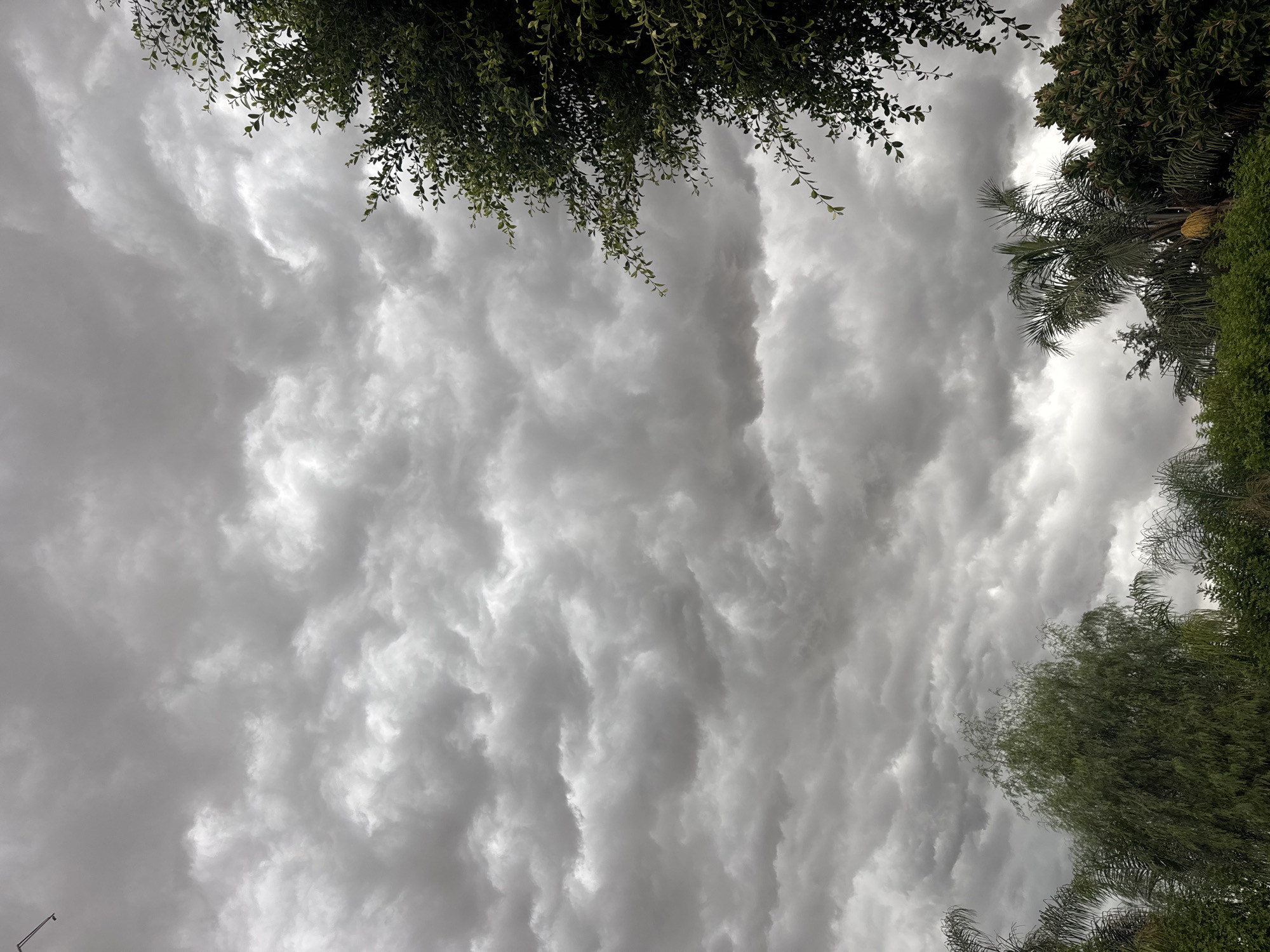 A dramatic sky filled with heavy, grey storm clouds dominates the frame. The clouds are densely packed and textured, suggesting an impending downpour. In the foreground, various trees and foliage line the bottom of the image, creating a lush green border against the ominous sky. The scene appears to be an outdoor environment, possibly a residential area or park, within the Germasogeia Municipality, Cyprus, given the presence of palm trees and other Mediterranean vegetation. There are no people or visible actions depicted in the image, only the natural elements of weather and plant life.