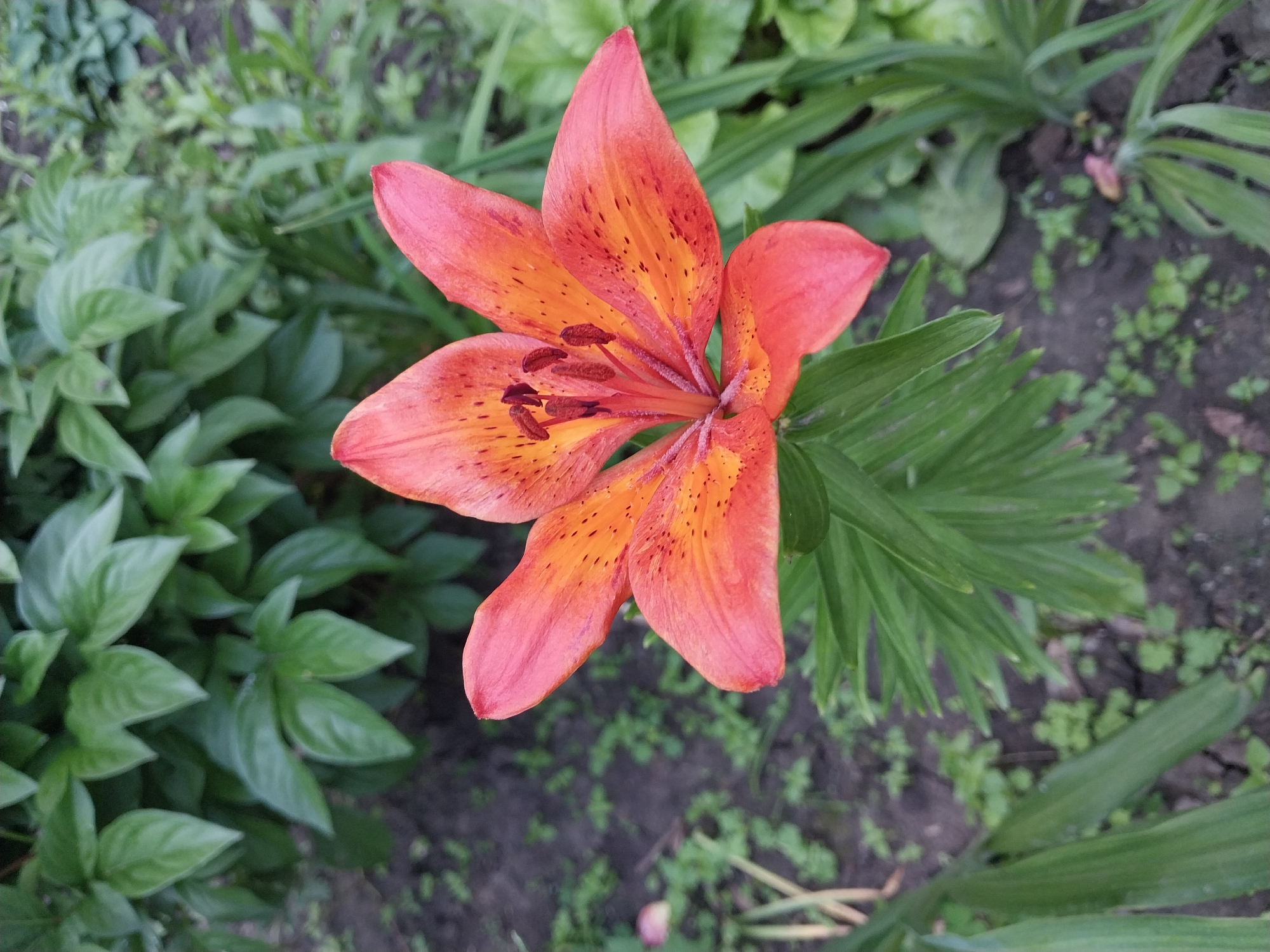 An extreme close-up, eye-level, outdoor shot captures a vibrant orange and pink lily bloom in focus. The flower's petals are speckled with darker orange spots. The background is a blur of green foliage and dark soil, hinting at a garden setting. The image does not contain any discernible elements that would indicate its specific location within the city of Dnipro, Ukraine. There are no people, animals, vehicles, or man-made structures visible. The scene is purely natural, focusing on the details of the flower and its immediate surroundings.