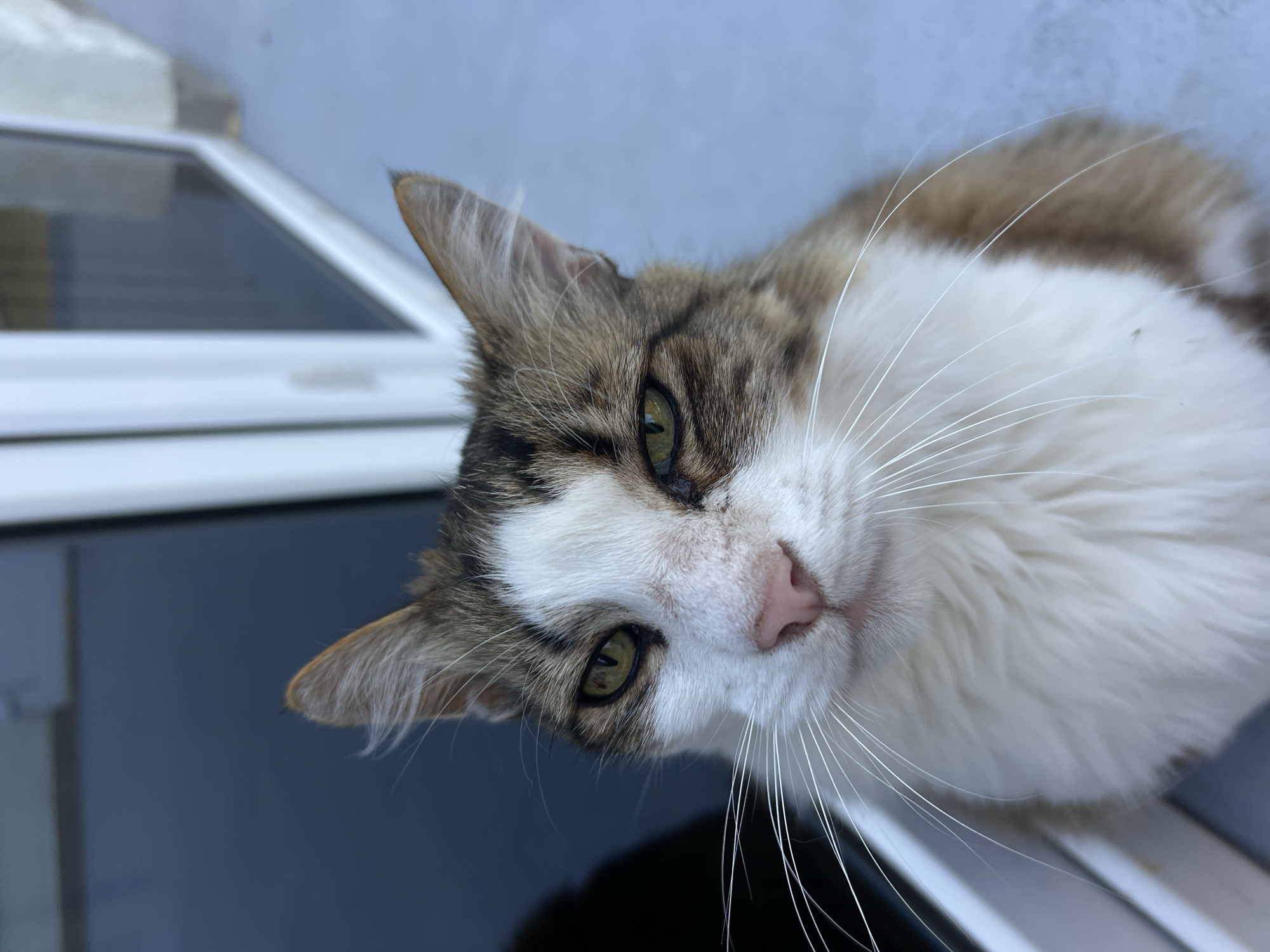 The image shows a close-up, low-angle shot of a cat's face. The cat is facing the camera with its head slightly tilted. Its fur is a mix of white, brown, and black tabby markings. The cat has green eyes, a pink nose, and long white whiskers. The background is blurred, but appears to be an outdoor setting with a blue-gray surface and a portion of a white structure, possibly a door or window frame. The cat's expression is neutral. There is no indication of the location being in Fontanka, Ukraine.
