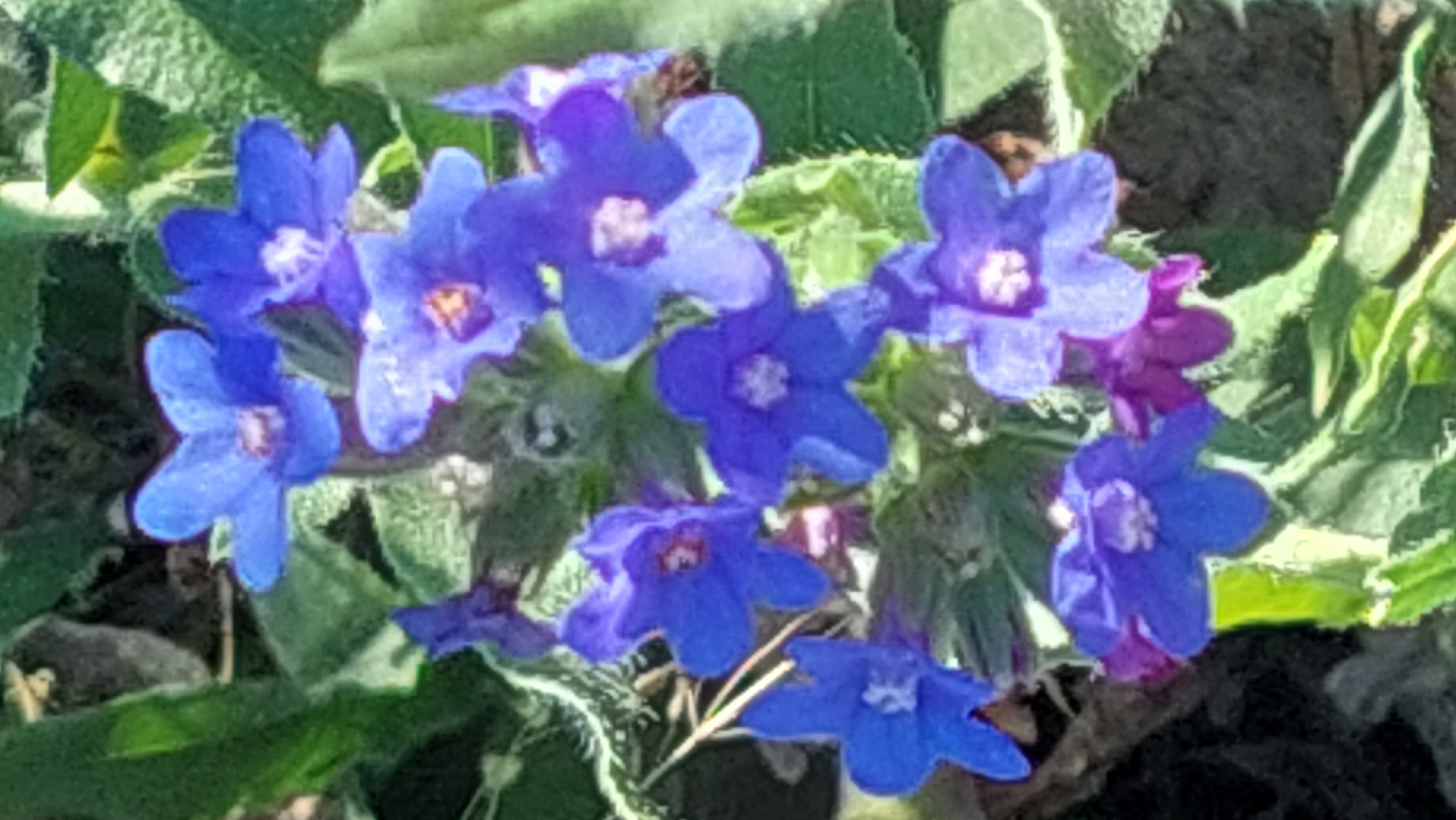 In Kozarovychi, Ukraine, a cluster of vibrant blue flowers, likely forget-me-nots, are blooming amongst lush green foliage. The flowers, with their small, delicate petals and distinct yellow centers, are arranged in small clusters on slender stems. The surrounding leaves are a mix of dark green and lighter, variegated shades, some appearing slightly fuzzy. The overall impression is a natural, untamed corner of a garden or wild space, bathed in what appears to be natural daylight. There are no people or man-made objects visible in the frame.
