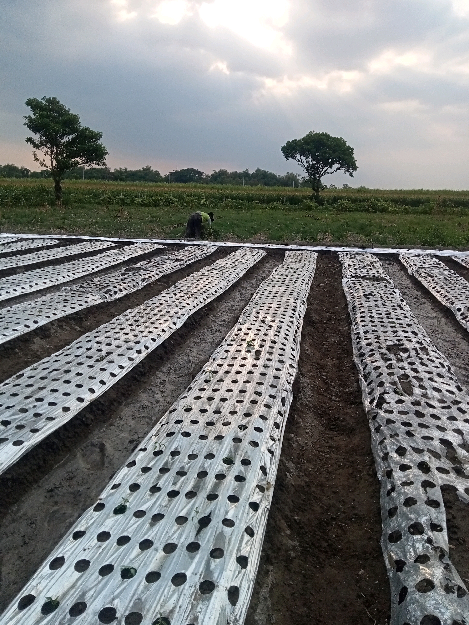 A full shot captures an agricultural field under a cloudy sky at dusk. In the foreground, rows of dark soil are covered with reflective plastic sheeting, perforated with numerous circular holes. Several small green plants are visible emerging from these holes. In the mid-ground, a person wearing dark pants and a greenish-yellow shirt is bent over, tending to the crops. Two trees stand in the background on the left and right, silhouetted against the lighter sky. Beyond the trees, a line of vegetation stretches across the horizon. The overall impression is one of agricultural work in progress during the twilight hours.