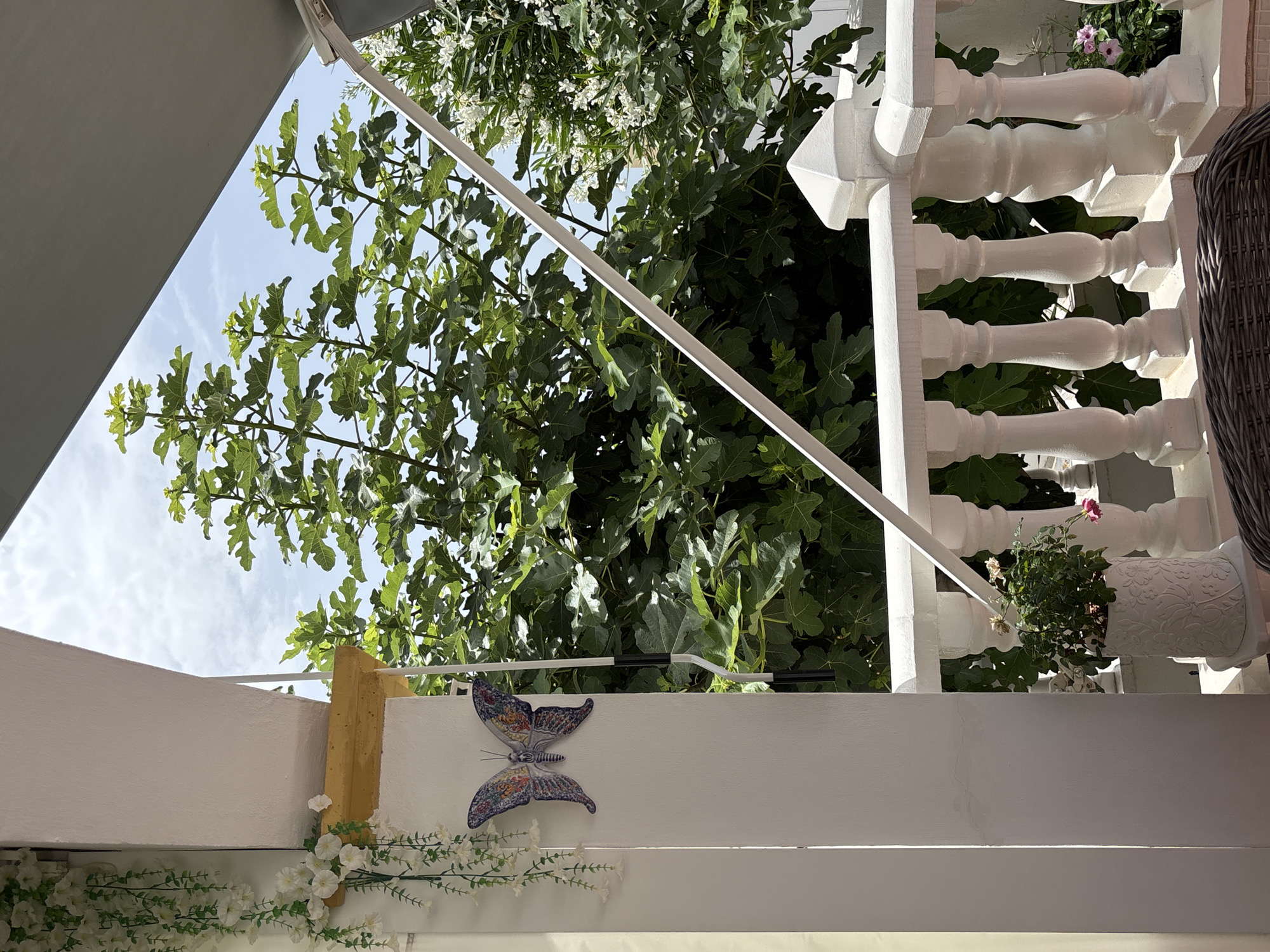 This is a bright, outdoor shot taken on a sunny day, likely from a balcony or terrace in Orihuela, Spain. In the foreground, a white, ornate balustrade with turned spindles separates the viewer from a lush green background. To the left, a white pillar is adorned with a decorative butterfly mosaic and a cascade of white artificial flowers. A potted plant with small pink flowers sits near the balustrade. Dominating the middle ground and background are large, leafy trees, possibly fig trees, with their vibrant green foliage filling much of the frame. A light-colored awning extends overhead, casting some shade. The sky is a clear blue with a few wispy clouds visible between the tree branches. The scene suggests a peaceful, possibly residential, outdoor space.