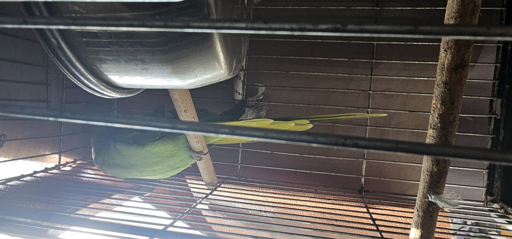 A green parrot is perched on a wooden dowel inside a birdcage. The parrot's head is tucked into its body, and its long yellow tail feathers are hanging down. A metal food bowl is attached to the side of the cage. The cage is made of thin metal bars and has a wooden base. The background is a blurry brown wall. This image was taken indoors, likely in a home, and there is no indication of its location in Tbilisi, Georgia.