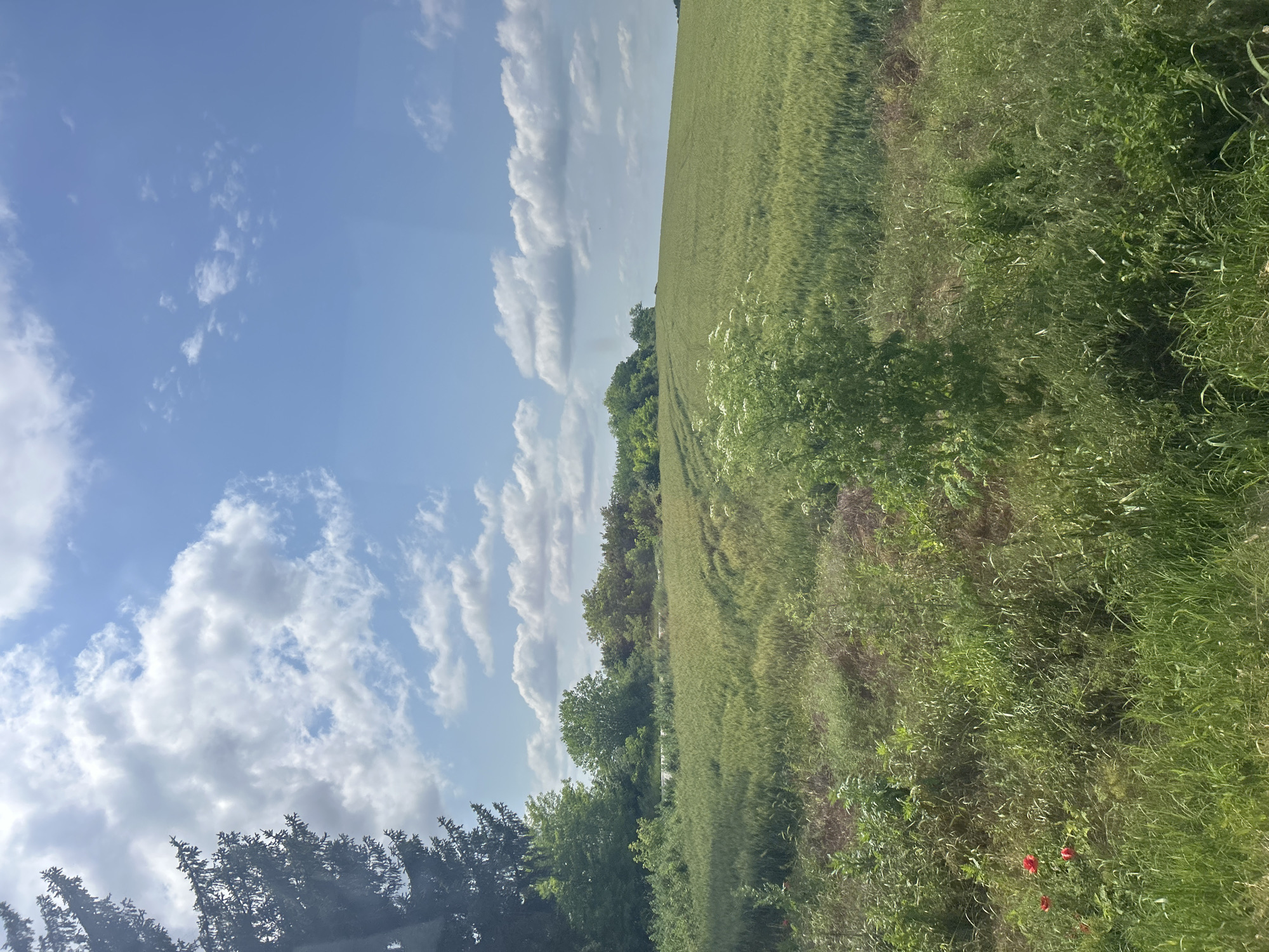 The image displays a serene rural landscape, primarily composed of natural elements under a bright sky. No people or artificial structures are visible.
The top portion of the scene (when viewed upright) is dominated by a clear, light blue sky scattered with fluffy, white cumulus clouds, indicating fair weather. The strong illumination suggests it is daytime, likely late morning or early afternoon.
Below the sky, a vast field of vibrant green crops, possibly wheat or barley, stretches across the middle ground and recedes into the distance. Faint lines or patterns within the field hint at cultivation. A dense line of green trees marks the horizon, bordering the field.
The foreground and right side of the image feature an area of wilder vegetation, including tall grasses and various plants. A notable detail in this section is the presence of several small, bright red flowers, characteristic of poppies, adding a splash of color to the otherwise green landscape.
The overall setting is a peaceful countryside environment, likely an agricultural area in Volovo, Bulgaria. No specific activities or events are depicted; it's a static landscape view. There is no visible text in the image.