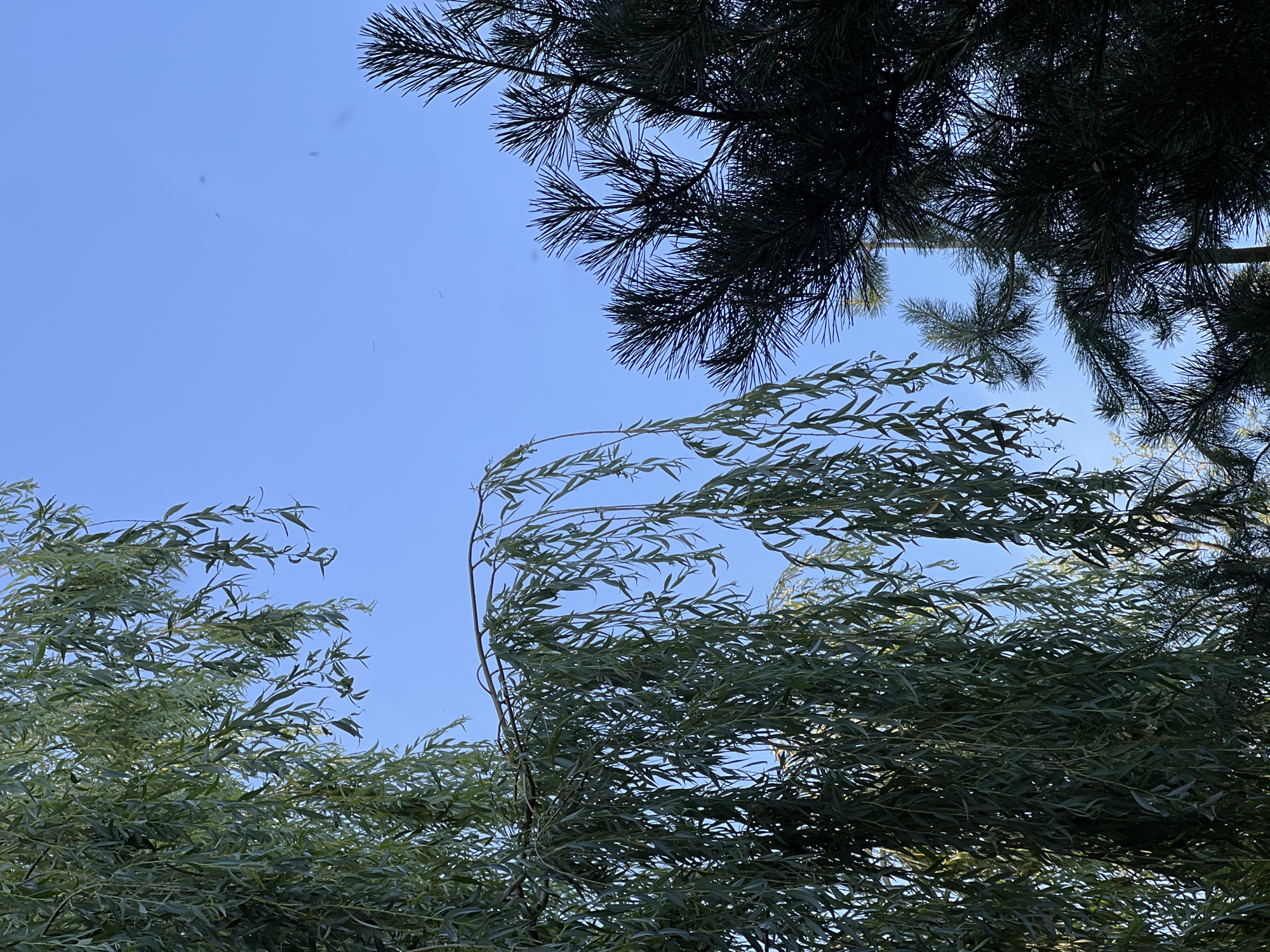 In Severskaya, Russia, a clear blue sky serves as the backdrop for a lush green weeping willow tree on the left, its long, slender leaves cascading downwards. To the right, a dark green pine tree with sharp needles is visible, its branches extending upwards. The scene is illuminated by natural light, suggesting it is daytime. There are no people or animals present. The image captures a natural outdoor setting with two distinct types of trees.