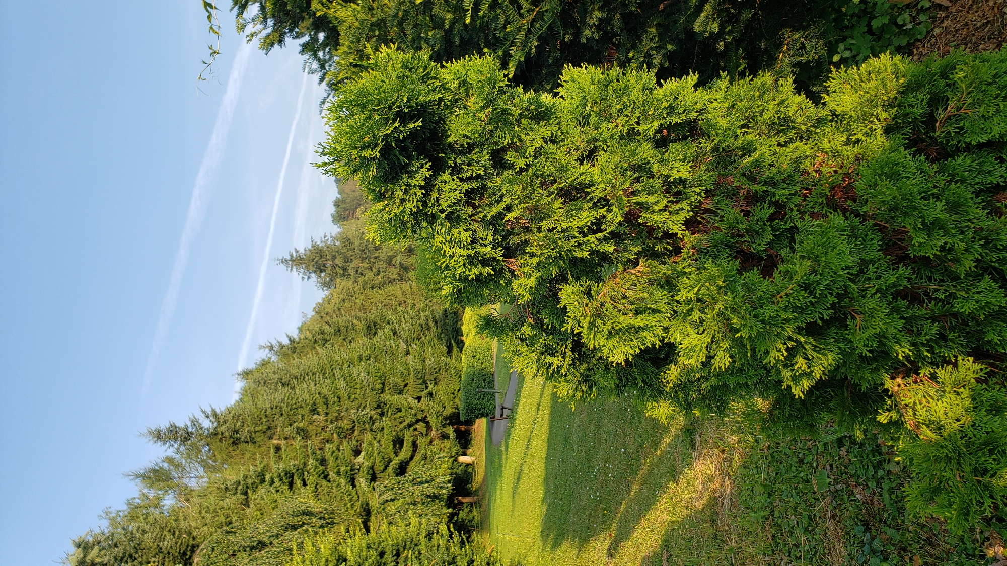 The image depicts a lush green evergreen shrub in the foreground, with its branches illuminated by the warm glow of the sun. Behind it, a well-maintained lawn stretches towards a curved pathway. A lone wooden bench is visible near a neatly trimmed hedge. Further in the background, a dense line of tall evergreen trees forms a natural backdrop against a clear blue sky, marked by faint white contrails. The scene suggests a serene park or garden setting, likely within the city of Prešov, Slovakia, given the context. There are no people or animals present in the image.