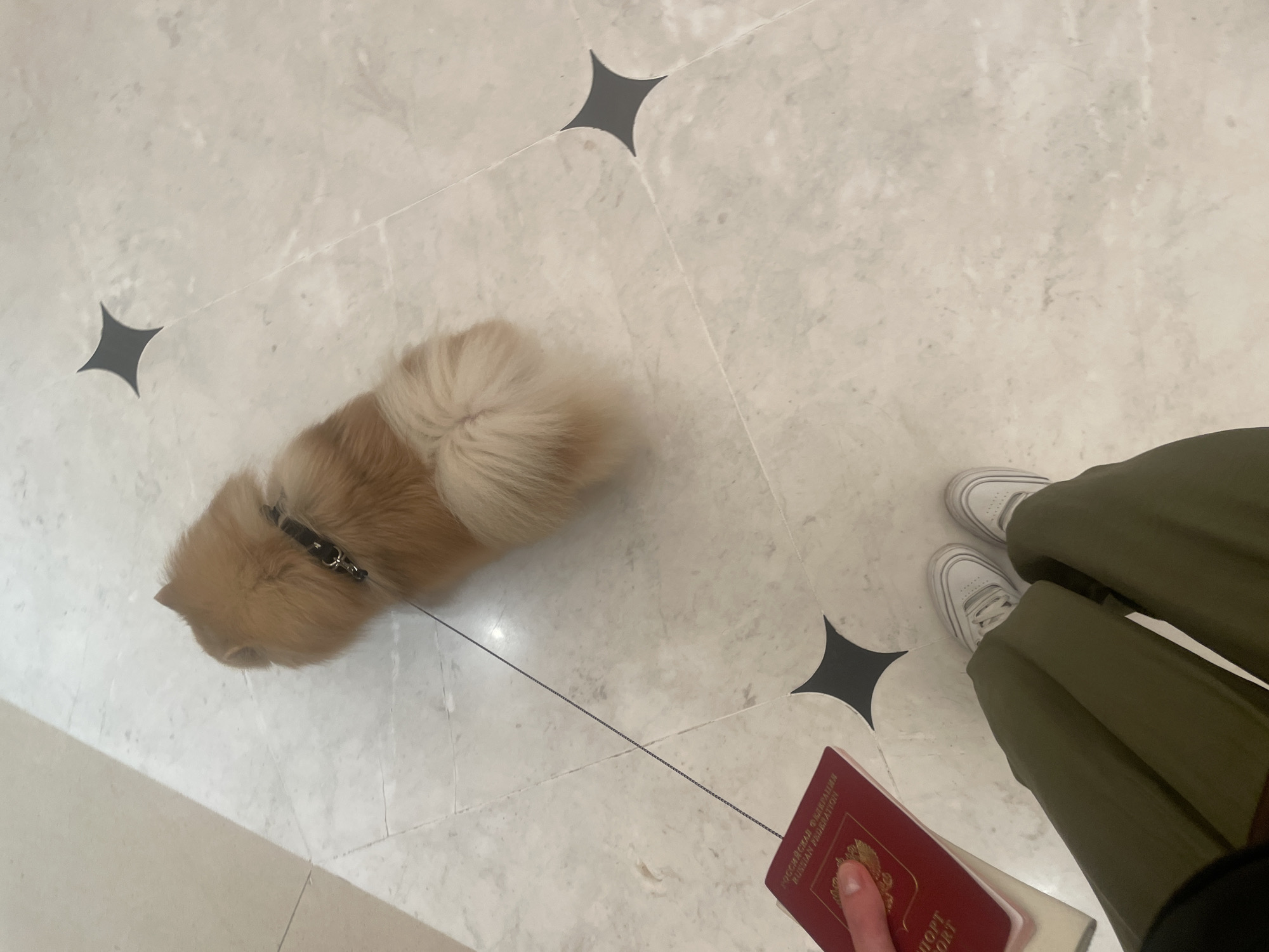 An overhead, close-up shot shows a fluffy Pomeranian dog with a black harness standing on a marble floor. A passport is held in a person's hand to the left, and their legs are visible wearing olive-green pants and white sneakers. The floor has a patterned inlay of four-pointed star shapes. The location is the Alcázar of Seville, Spain, a royal palace with a long history of use by Spanish royalty.