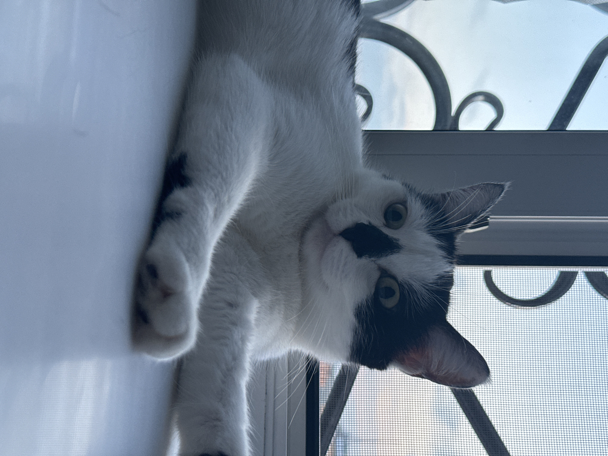 A black and white cat is lying on a white surface, possibly a windowsill, in front of a window. The cat is facing the viewer, with its eyes wide open. The window has a screen and bars, and the sky outside appears to be overcast. The image was taken in the city of Kokshetau, Kazakhstan.
