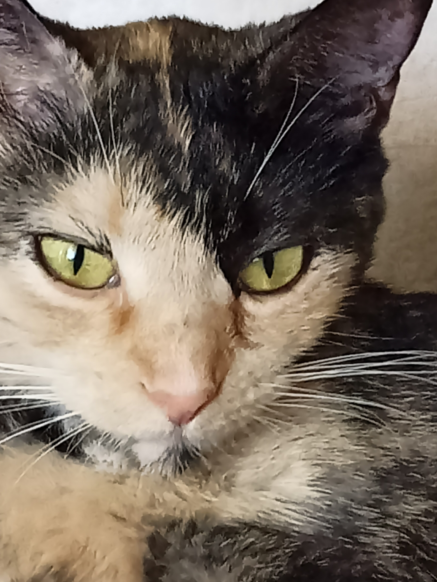 A close-up, eye-level photograph shows the face of a calico cat. The cat is looking directly at the camera with its bright green eyes. Its fur is a mix of black, orange, and white. The cat's whiskers are long and white. The background is a plain, light-colored surface. The image was taken in Amarillo, United States of America.