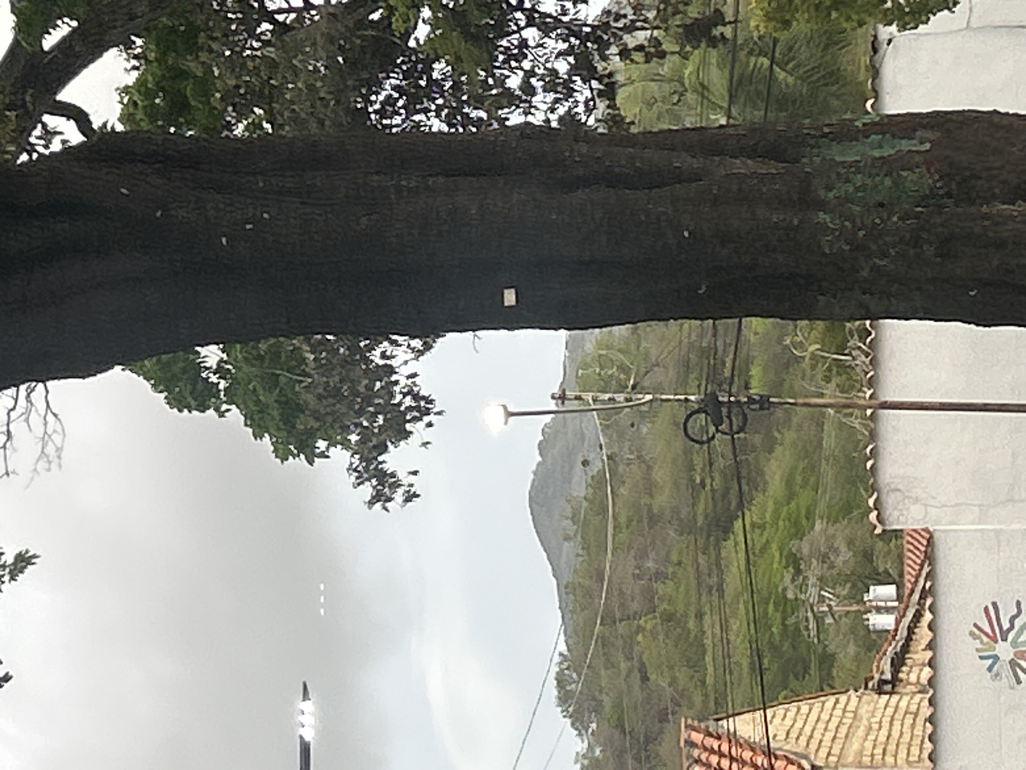 The image captures a scene with a prominent, dark-barked tree in the foreground, bearing several small, rectangular white tags on its trunk. To the left, the overcast sky is visible with faint white objects that appear to be aircraft. Further back, a green, mountainous landscape is partially obscured by electrical wires and poles. A street lamp with a lit bulb stands to the right of center. In the lower left, the tiled roof and upper portion of a building are visible, with a portion of a white wall below, decorated with a colorful, circular mosaic. The overall scene suggests an outdoor environment in an urban or semi-urban setting.