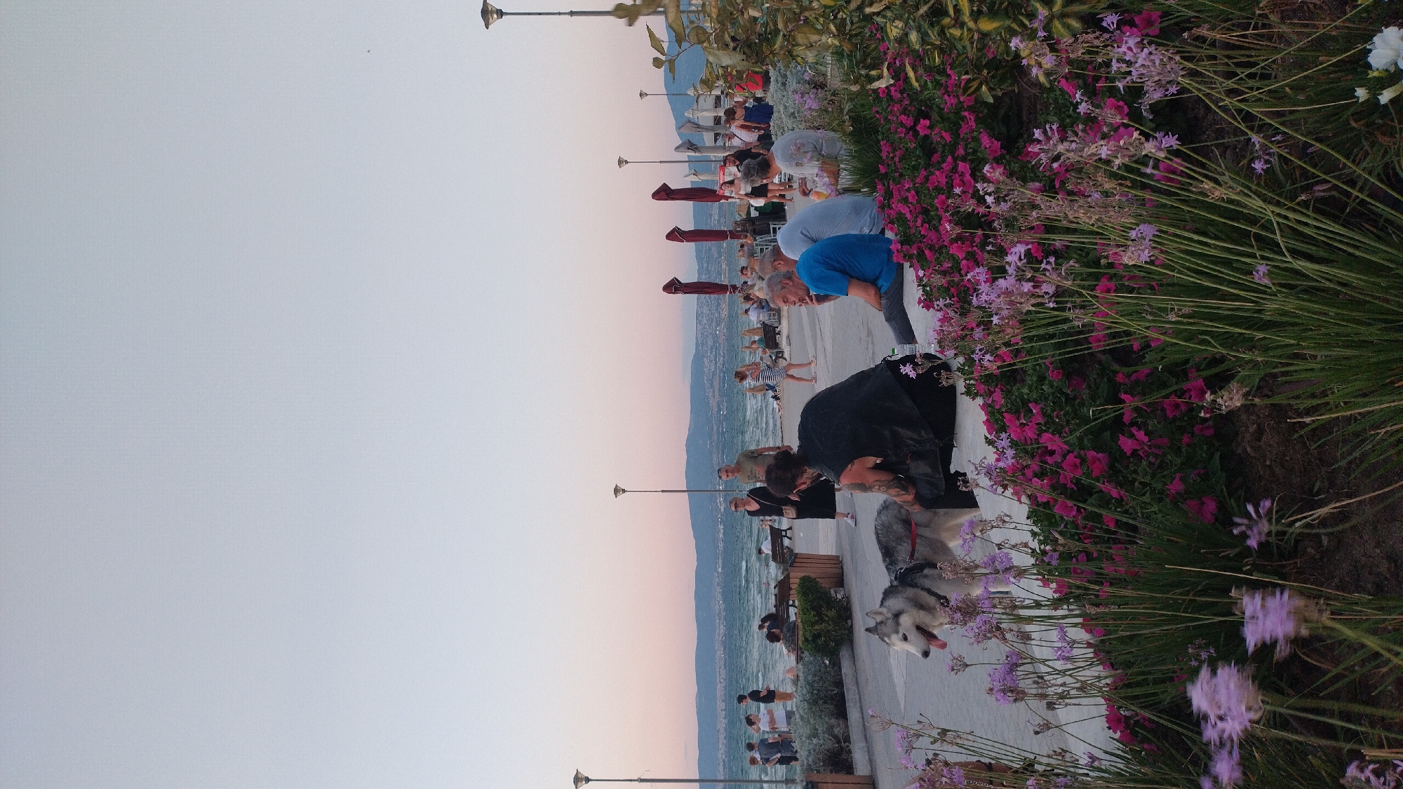 The image depicts a scenic waterfront promenade in Perea, Greece, likely during the late afternoon or early evening, given the soft, diffused lighting and the pastel hues of the sky. In the foreground, a variety of flowering plants, predominantly pink and purple, are in bloom, adding vibrant color to the scene. A Siberian Husky, on a red leash, is being attended to by a person in a black vest and dark clothing, who is partially obscured by the dog. The dog is alert and looking to its left with its tongue out.
Behind them, several individuals are seated and standing along the promenade. To the left, a group of people are gathered near the water's edge. A woman in a black dress and a man in a green t-shirt are walking. Further back, more people are seen relaxing at tables under large, red umbrellas, suggesting a dining or cafe area. In the middle ground, a man in a blue t-shirt and another in a light blue shirt are seated, with a third person, possibly a woman, to their right. The backdrop features a body of water, likely the Aegean Sea, with distant hills and mountains forming a hazy outline against the sky. Lampposts are visible along the promenade, indicating an urban setting. The overall atmosphere is relaxed and social, characteristic of a popular public space.