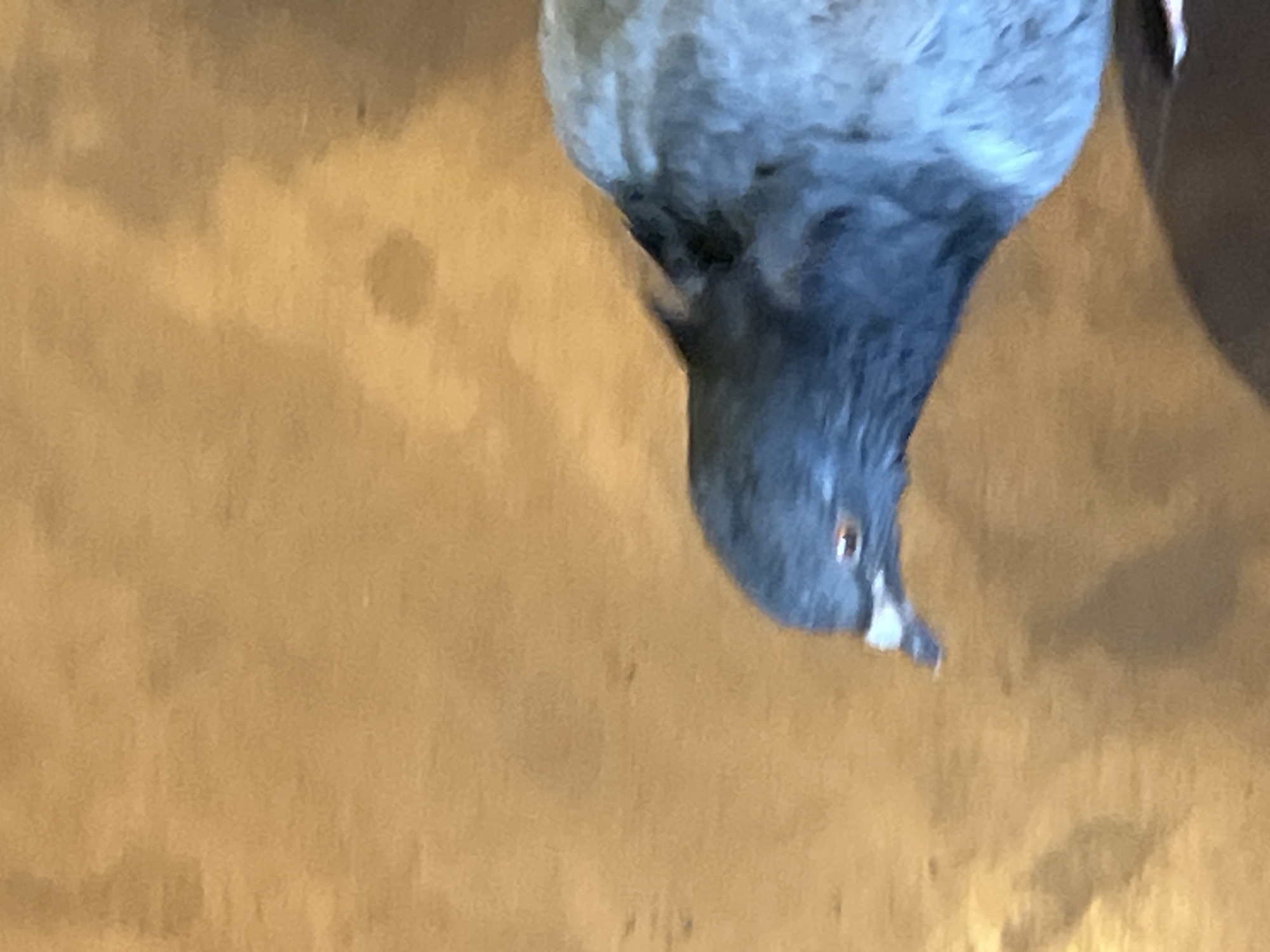 The image presents a close-up, vertically oriented view of a pigeon's head and upper body. The pigeon, with its head pointing downwards towards the bottom center of the frame, occupies the upper right portion of the photograph. Its plumage is a mix of grey and darker bluish-grey, particularly around its head and neck. A distinct, small dark eye with an orange iris is visible on the right side of its head, and its pointed beak has a lighter-colored tip. The bird's orientation suggests it might be clinging upside down to a surface or the photograph was taken with an inverted perspective.
The background is a plain, warm-toned surface, consistent in color, resembling light brown or golden-tan wood or a painted wall. It shows subtle, indistinct variations in shade but lacks any specific patterns, textures, or features. No other subjects or objects are present in the frame.
The pigeon appears to be looking downwards, potentially observing or foraging from an elevated position. There are no discernible elements within the image to indicate the time of day, weather conditions, or any specific location cues, apart from the provided context of Las Palmas De Gran Canaria, Spain. No visible text is present. The focus is entirely on the bird against its uniform backdrop, conveying a sense of stillness.