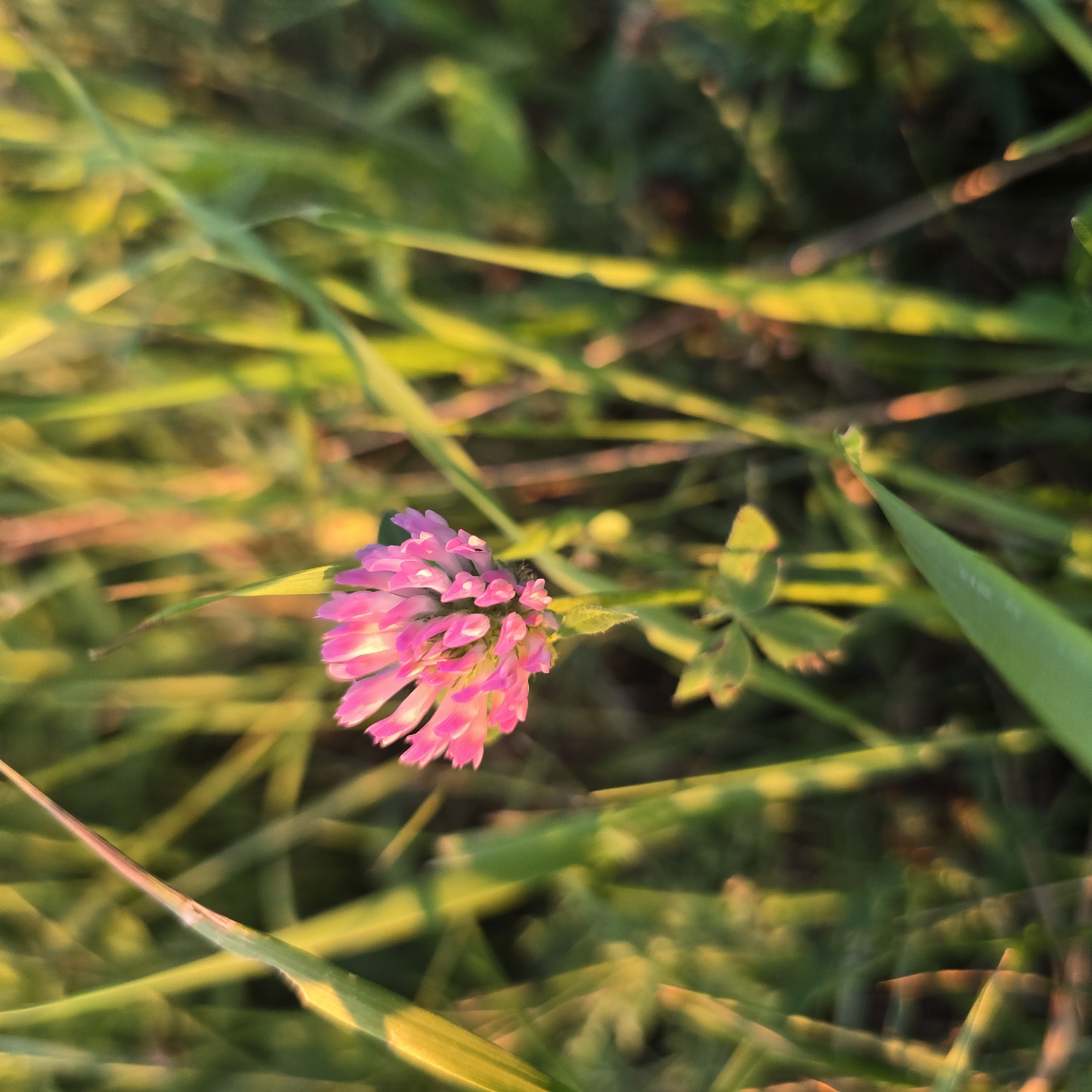 The image depicts a close-up view of a single pink clover flower amidst tall green grass. The lighting suggests it is either sunrise or sunset, casting a warm, golden glow on the foliage. The flower is in sharp focus, while the surrounding grass blades are blurred, creating a shallow depth of field. No people or man-made objects are visible. The scene appears to be a natural outdoor setting, potentially a meadow or a field. The location is identified as Belokurikha, Russia, a known resort town.