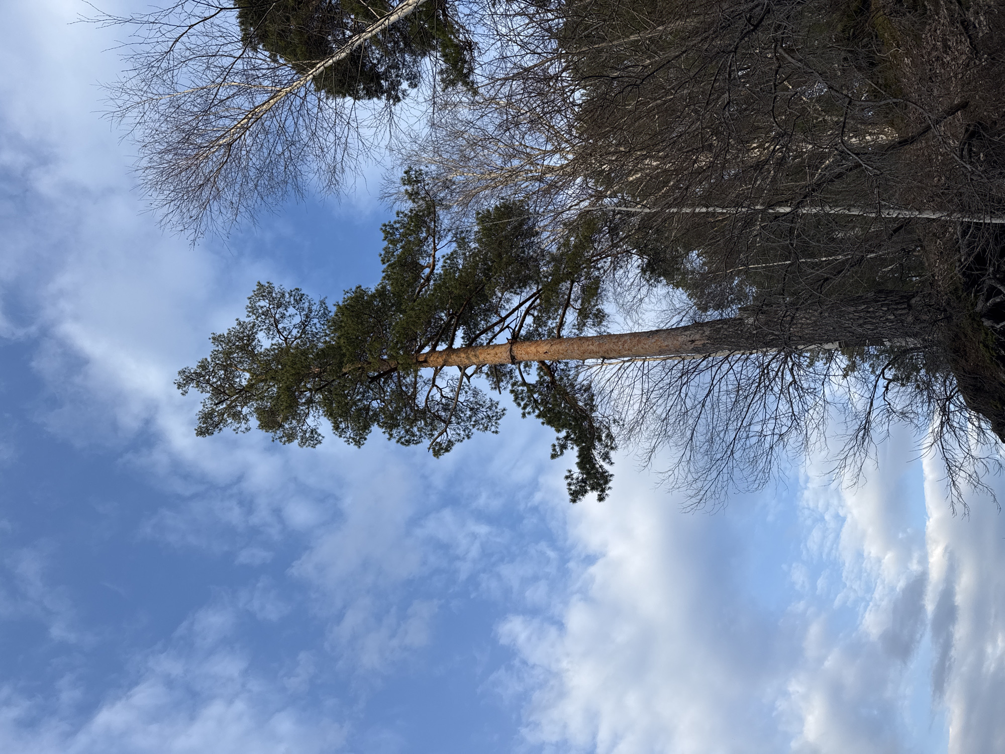 The image captures a perspective looking upward through a forest canopy towards a bright blue sky. A tall, slender pine tree, distinguished by its green needles, stands prominently, extending from the bottom left towards the top right of the frame (if the image were oriented vertically). Its trunk appears lighter in color in the middle section. Surrounding the pine are numerous deciduous trees, mostly bare of leaves, their intricate networks of branches crisscrossing against the sky. Some of these trees exhibit a lighter bark, possibly indicating birch.
The sky is a clear, vibrant blue, dotted with scattered white clouds. Some clouds are thin and wispy, while others are larger and fluffier, particularly towards the bottom and right side of the frame. The overall impression is one of a natural, outdoor setting, likely a forest or wooded area. The bare branches suggest late autumn, winter, or early spring. The time of day appears to be daytime, with ample natural light. There is no specific activity taking place, nor any visible text.