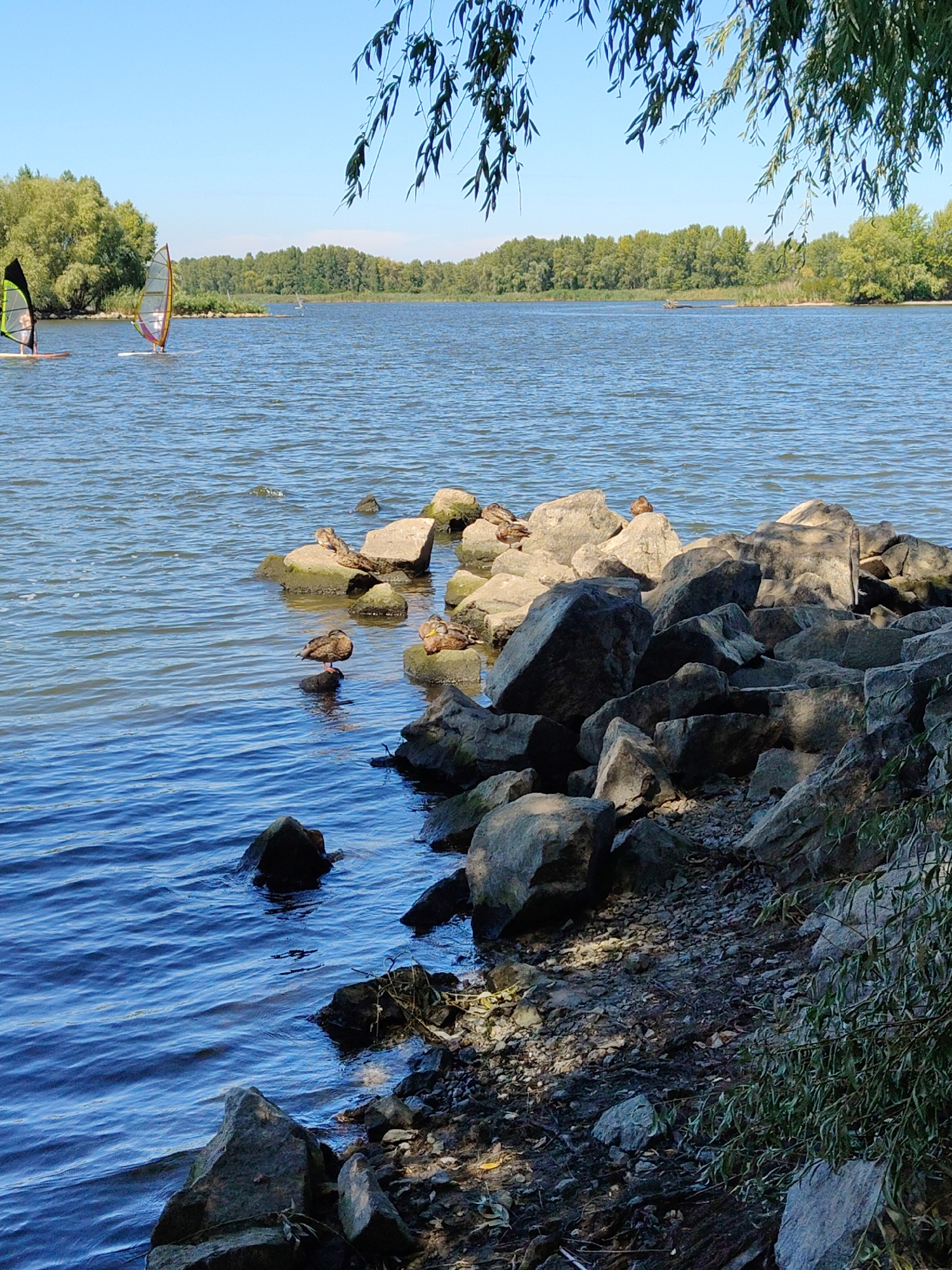 The image depicts a body of water, likely a reservoir or lake, on a clear day. The water is blue with moderate ripples. Along the shoreline in the foreground, a collection of large, gray rocks and pebbles is visible, with some vegetation growing among them. In the middle ground, several ducks are resting on the rocks. Further out on the water, two individuals are windsurfing, their sails clearly visible. The background is dominated by a dense line of green trees, forming a treeline along the opposite shore. The sky is a bright, clear blue. The overall impression is of a peaceful outdoor recreational scene. This location is consistent with the appearance of the Dnieper River as it flows through the city of Cherkasy, Ukraine, where areas with rocky shorelines and opportunities for water sports are common.