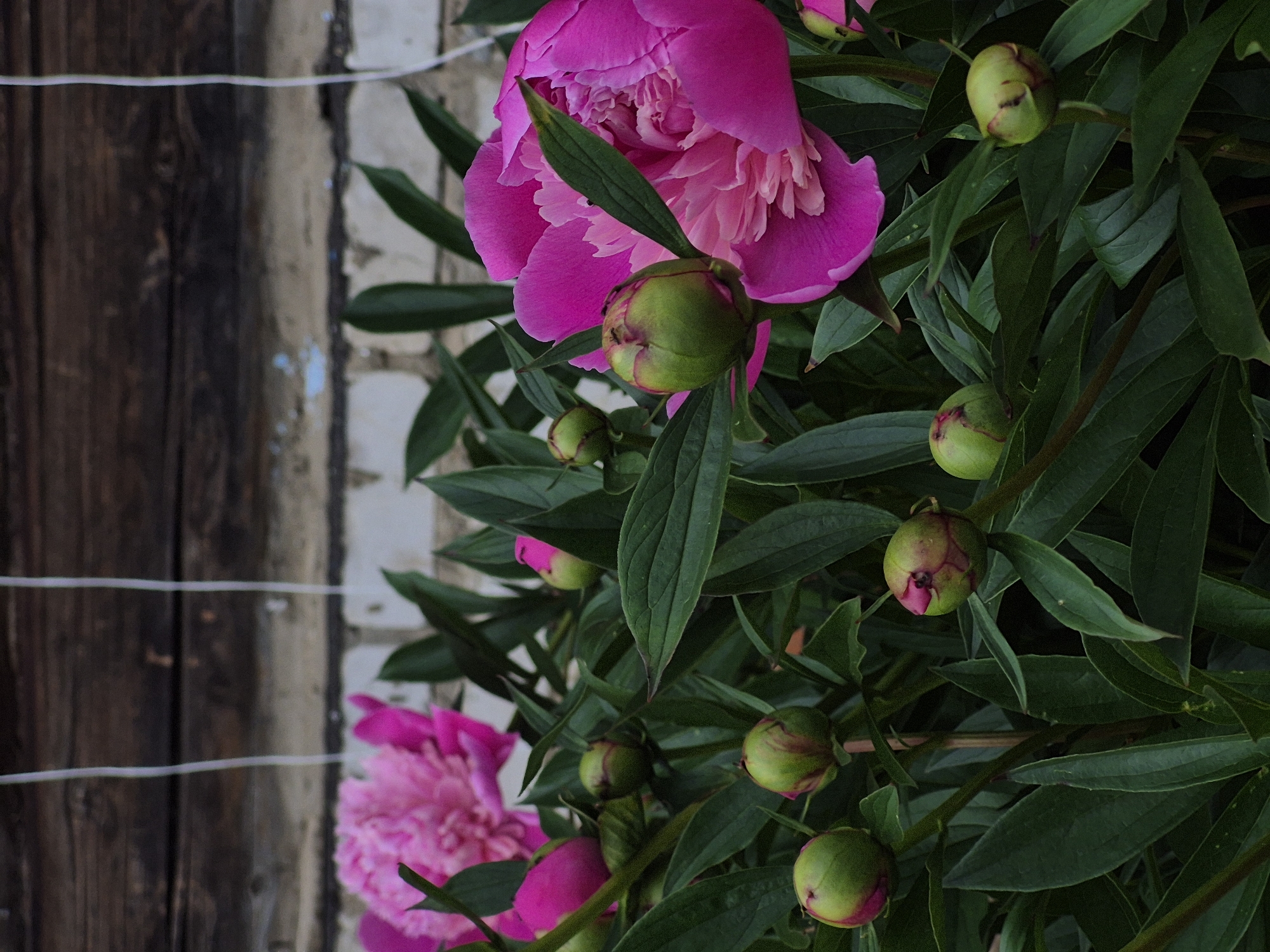 The image shows a cluster of bright pink peony flowers and buds against a backdrop of weathered wooden planks and a brick wall. Several unopened buds, some with hints of pink showing at their tips, are nestled amongst the dark green foliage. A fully bloomed, vibrant pink peony is prominent in the foreground on the right, with another slightly blurred pink bloom visible in the background on the left. The scene appears to be an outdoor setting, possibly a garden or yard, with the rough textures of the wood and brick suggesting an aging structure. The lighting suggests it is daytime, with soft shadows indicating diffused light. The image does not contain any people. The location is identified as a private residence in Dojnyaya, Russia.