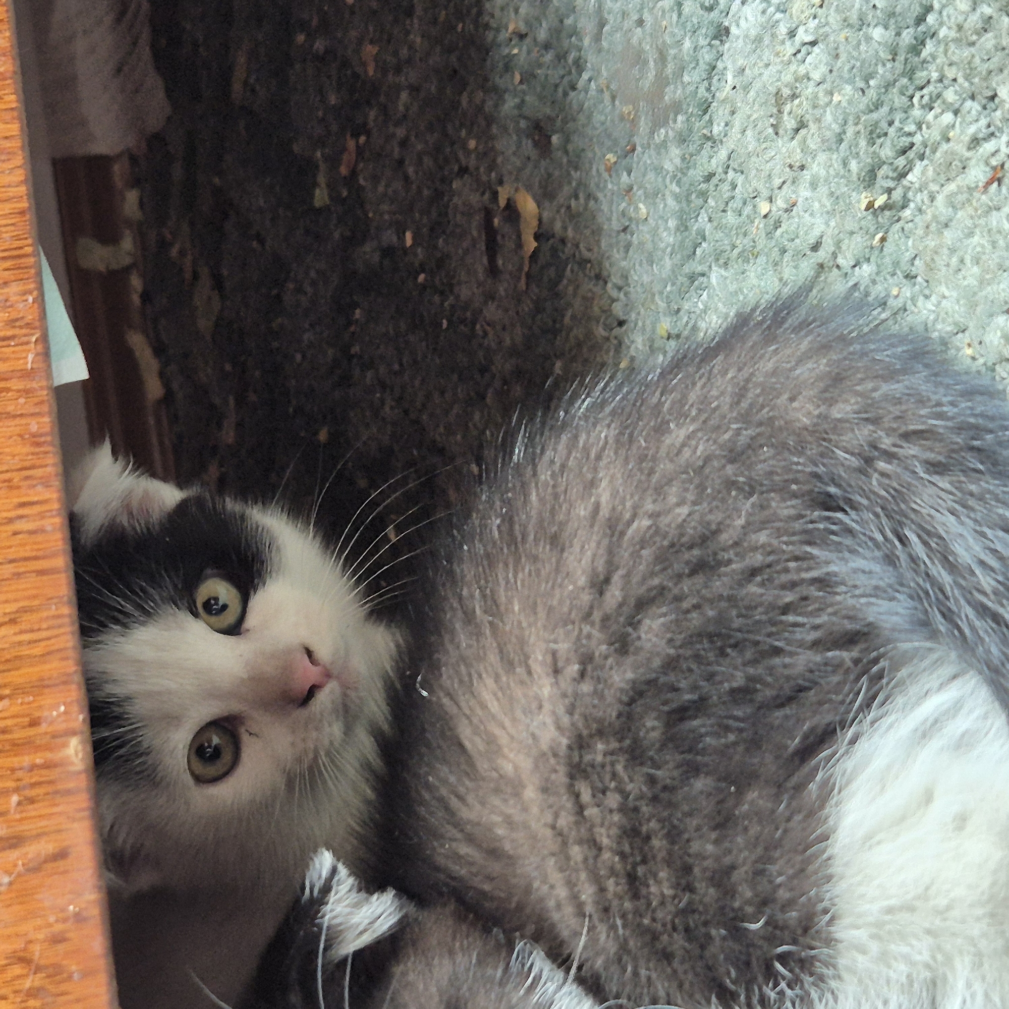 The image shows a close-up view of two kittens hiding under a wooden structure. The kitten in the foreground is mostly obscured, with its fluffy gray and white fur dominating the frame. The second kitten, partially visible behind the first, has black and white fur and large yellow eyes. It is looking directly at the camera with a curious expression. The background consists of dark, grainy soil with scattered leaves and some small rocks. The wooden structure above appears to be weathered. The scene is likely outdoors, possibly in a backyard or under a porch, and the kittens are taking refuge in the shaded area. There is no discernible context related to the city of Liski, Russia, within the image itself.
