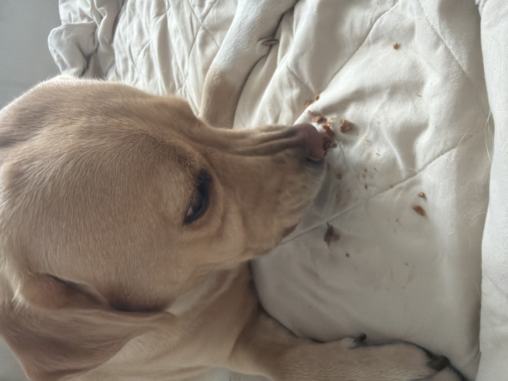 A close-up shot shows a golden-colored dog lying on a white, quilted surface that appears to be a bed. The dog is facing downwards, with its head bent low, intently sniffing and possibly eating small, brown crumbs scattered on the surface. The dog's fur is short and smooth, and its ears are long and floppy. The background is softly blurred, with hints of white bedding. The lighting suggests an indoor setting, possibly during the daytime. The overall scene is domestic and casual.