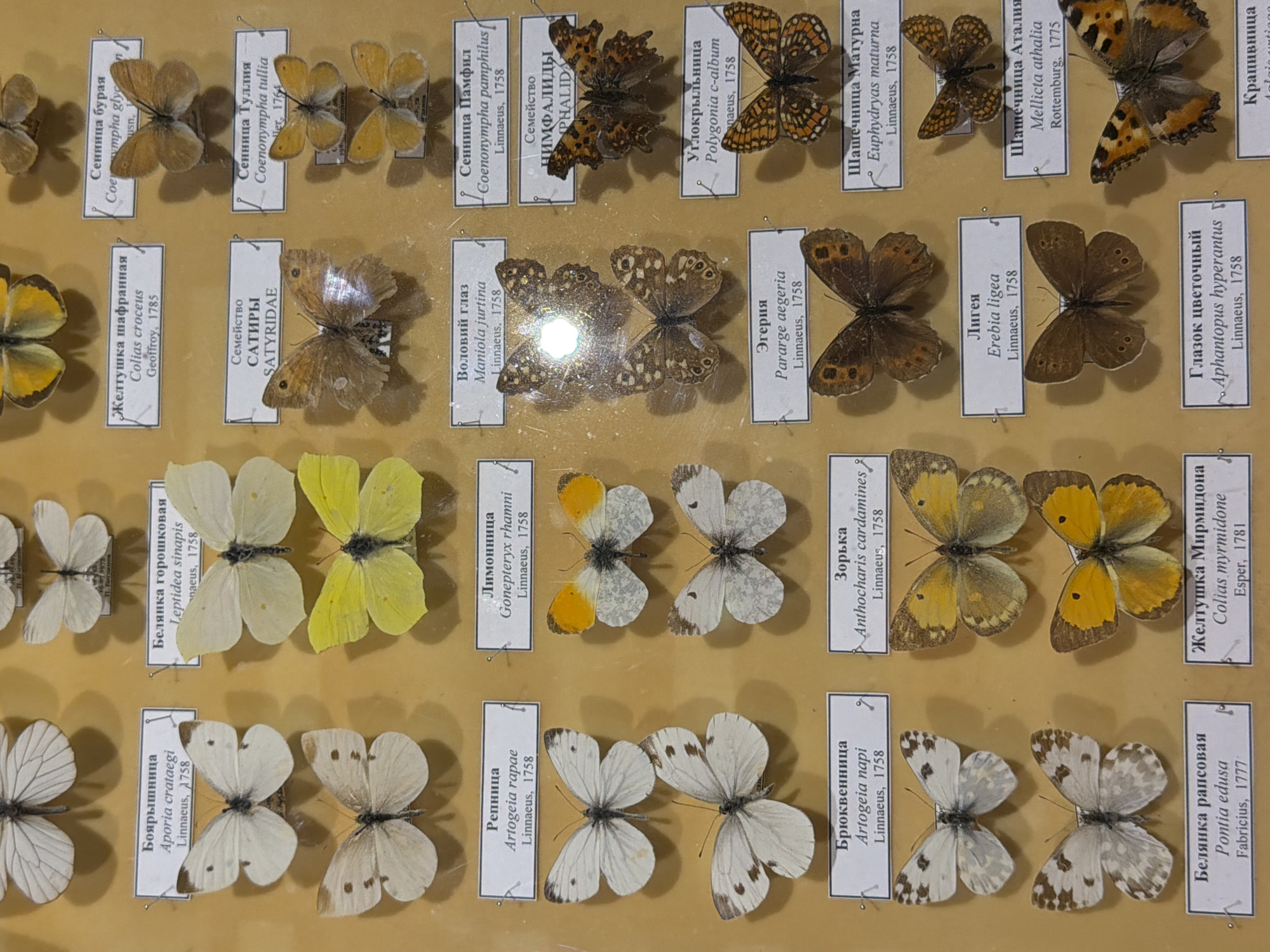 This media file displays a collection of preserved butterflies, meticulously arranged and labeled. The butterflies are presented on a light-colored background, likely a display board or museum exhibit, against which their varied colors and patterns stand out. Each specimen is pinned and accompanied by a white label bearing both Russian and Latin names, along with the year of discovery or classification. The labels are arranged in rows and columns, suggesting a systematic organization of the collection.
The butterflies themselves exhibit a range of sizes, from small, delicate specimens to larger, more prominent ones. Their wings display a spectrum of colors, including various shades of brown, yellow, white, and orange, often featuring intricate patterns, spots, and markings. Some butterflies are positioned with their wings spread open, showcasing their full splendor, while others are shown from different angles, providing a comprehensive view of their morphology. The lighting suggests an indoor setting, possibly a museum or a private collection, with no indication of natural light conditions. The overall impression is one of scientific study and appreciation for the natural world. The visible text, which includes scientific names and dates, confirms the collection's nature as a taxonomic display.