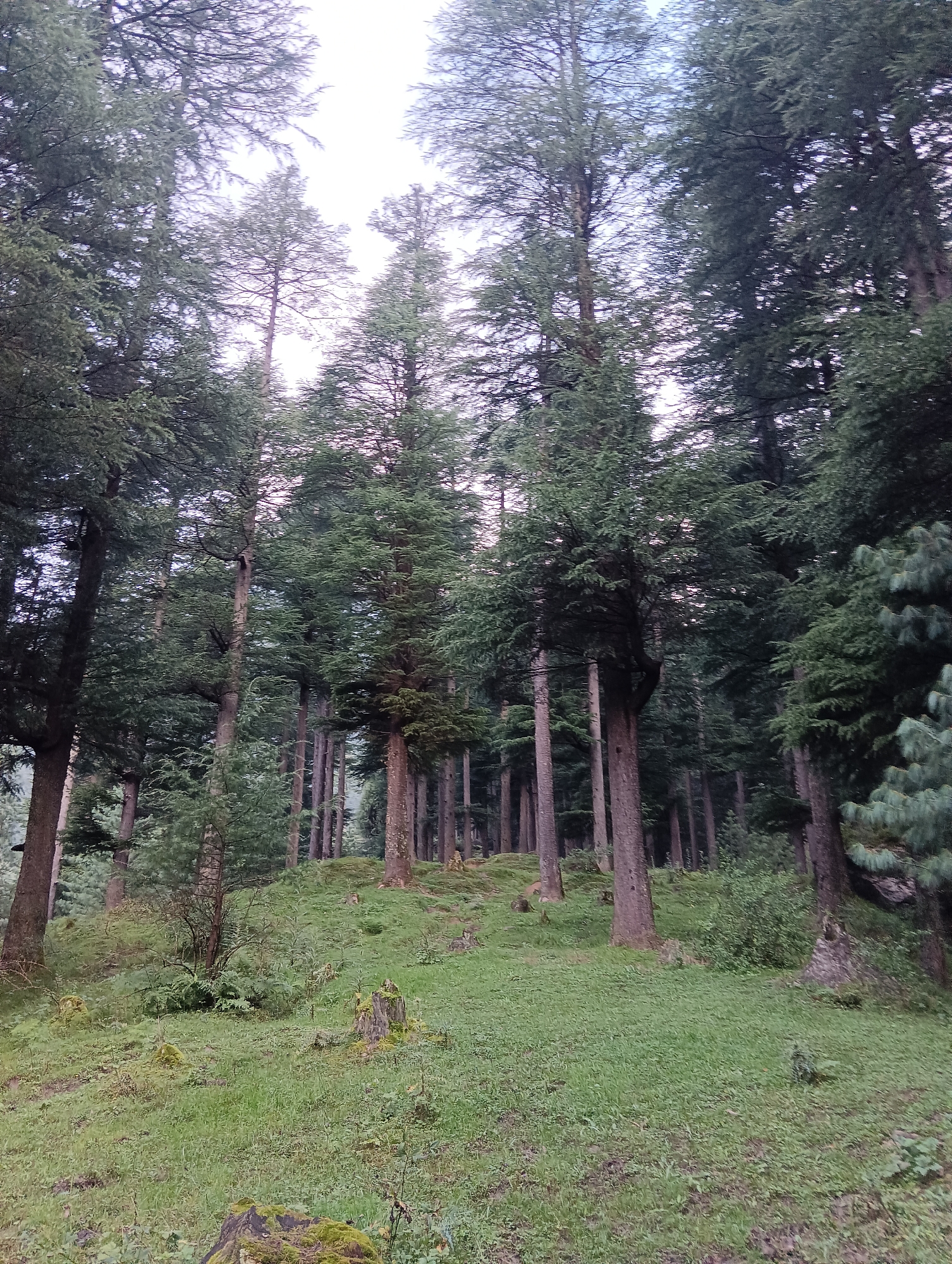 An outdoor, full shot shows a dense forest with tall, evergreen trees and a grassy, uneven terrain. The trees are predominantly a deep green, with some lighter green foliage visible. The ground is covered in lush green grass, with several moss-covered stumps and rocks scattered throughout. A small, bushy plant is located in the middle ground, to the left of center. The sky is overcast and a pale grey, suggesting it might be dawn, dusk, or a cloudy day. The image appears to be taken in the city of Chhyal, India, given the context provided.