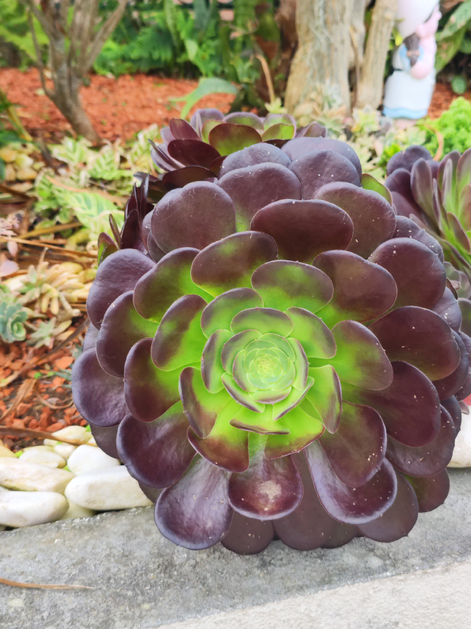 A close-up shot captures a large Aeonium arboreum 'Zwartkop' succulent plant. The plant's leaves transition from a deep purple-black on the outer edges to a vibrant green towards the center. The succulent is situated in an outdoor garden setting, indicated by the presence of small white rocks, mulch, and other greenery in the blurred background. While the location in Ribeira Grande, Portugal is specified, there are no visual cues to confirm this, and the photograph provides no information about people or interactions.