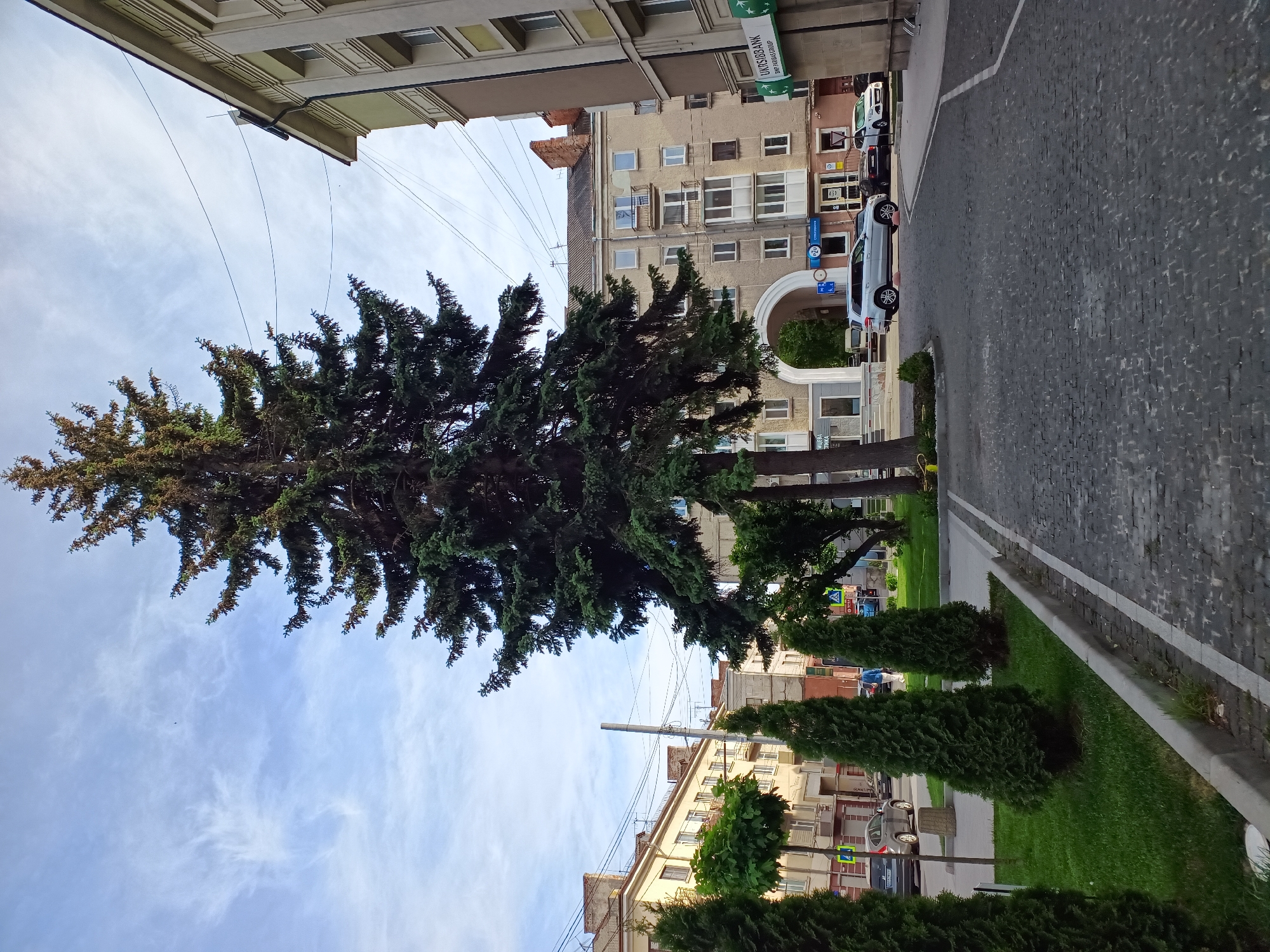 The image depicts a street scene in Ternopil, Ukraine, characterized by a tall evergreen tree dominating the view on the left, contrasting with the urban architecture. The sky above is partially visible with light clouds.
On the right side of the image is a cobblestone street and a sidewalk bordered by a strip of green grass and meticulously maintained shrubs. Several parked cars are visible adjacent to the sidewalk.
Buildings flank both sides of the street, exhibiting varied architectural styles and heights. The buildings on the right feature commercial signage, including one indicating a bank ("URSIBBANK"). An archway is visible in one of the buildings.
The scene is captured during daylight, with sufficient light to illuminate the details of the street and surrounding structures. The image is oriented vertically. There are no people visibly present in the frame. Overhead power lines are strung between buildings.
